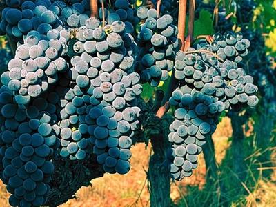 marselan grapes hang in bordeaux