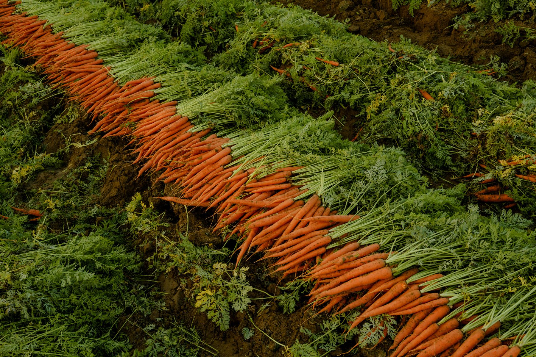 Carrot rows