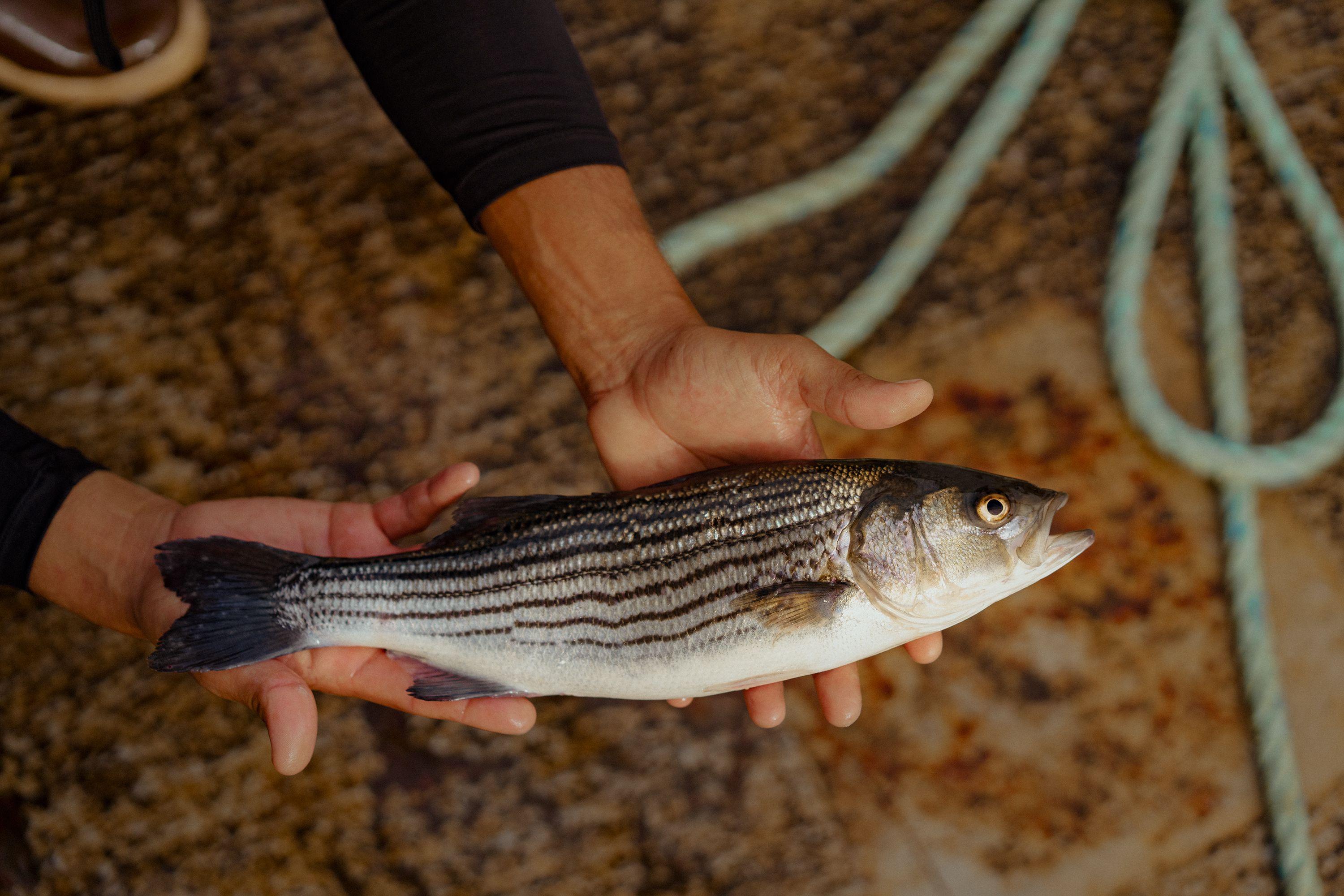 Butterfly Equity – Pacifico Aquaculture Hatchery Image