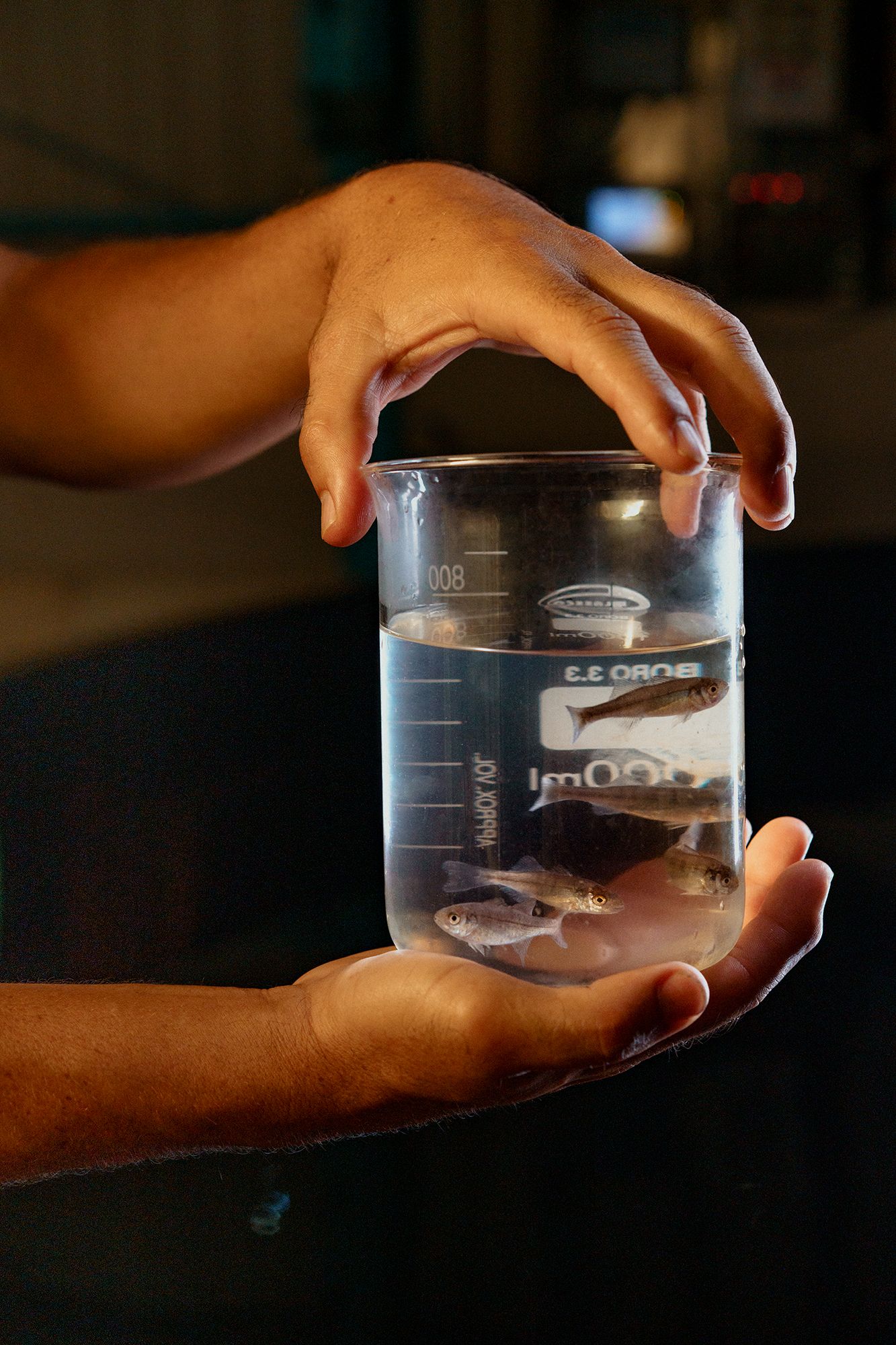beaker Pacifico hatchery