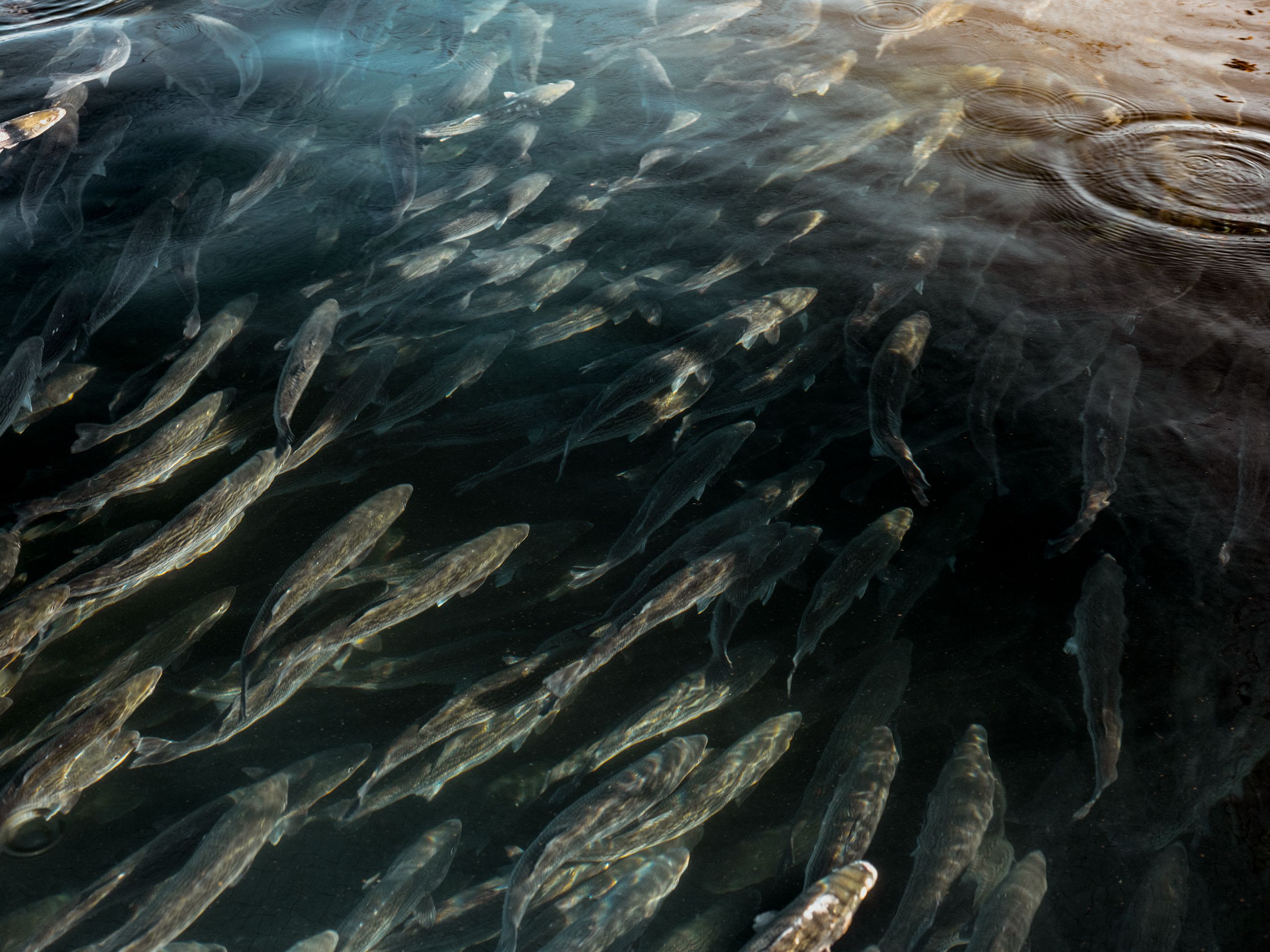 Butterfly Equity – Fishermen