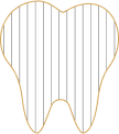 tooth illustration