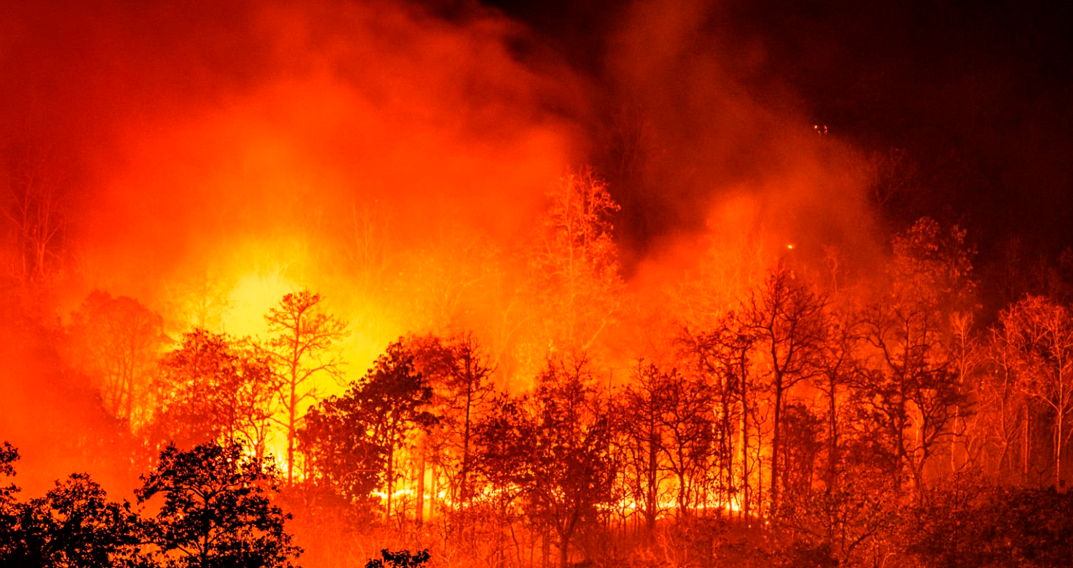 Fire consuming a forest