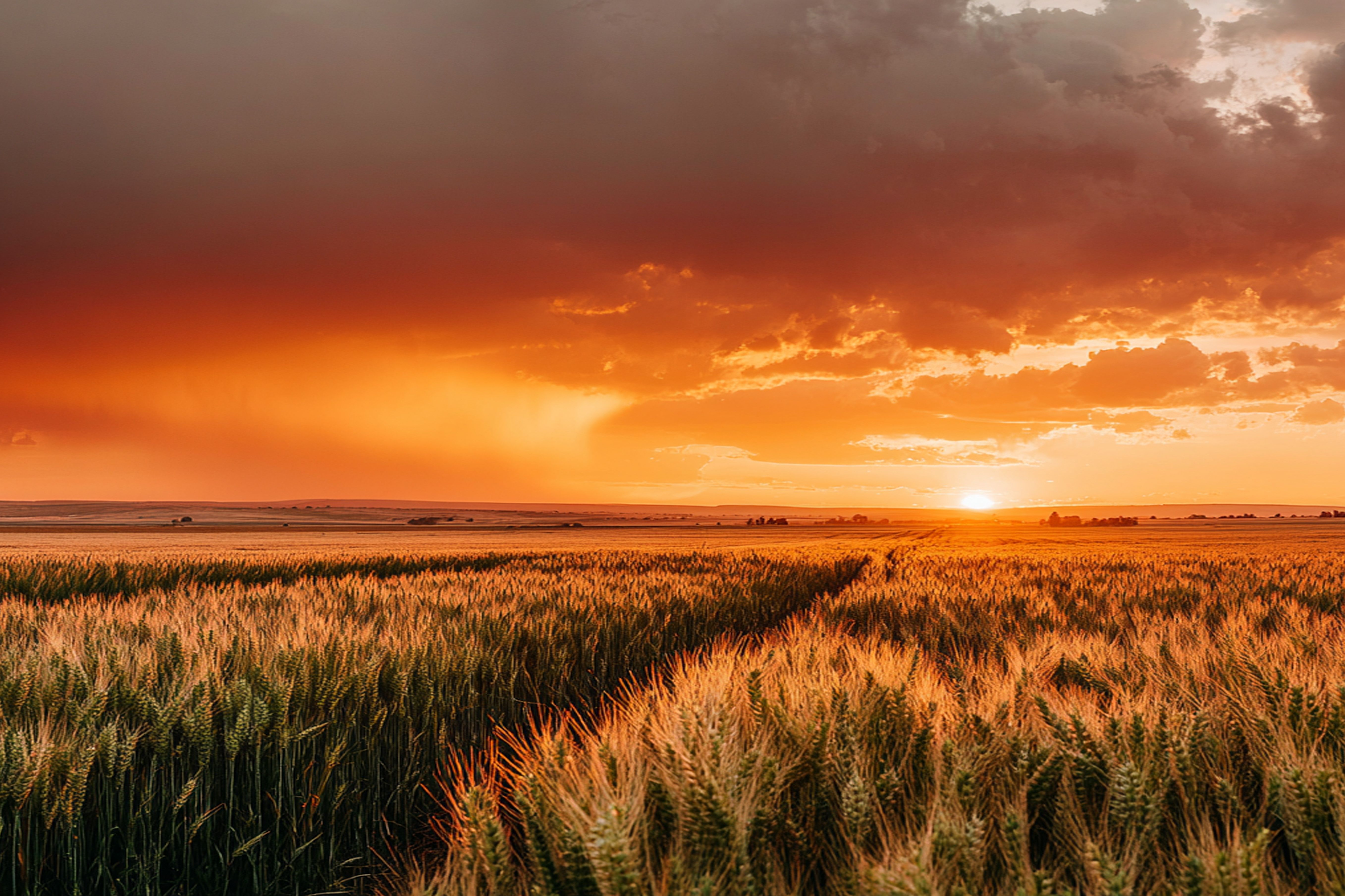 A picture of wheatfield with sunset.