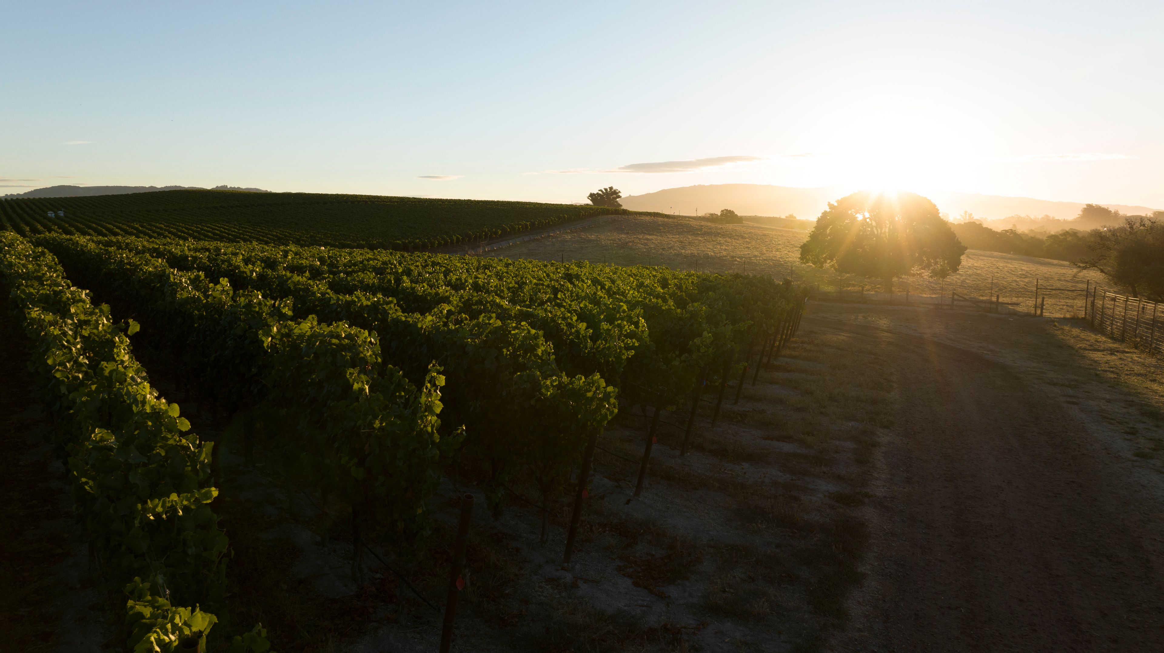 Summer Dreams Ranch Vineyard