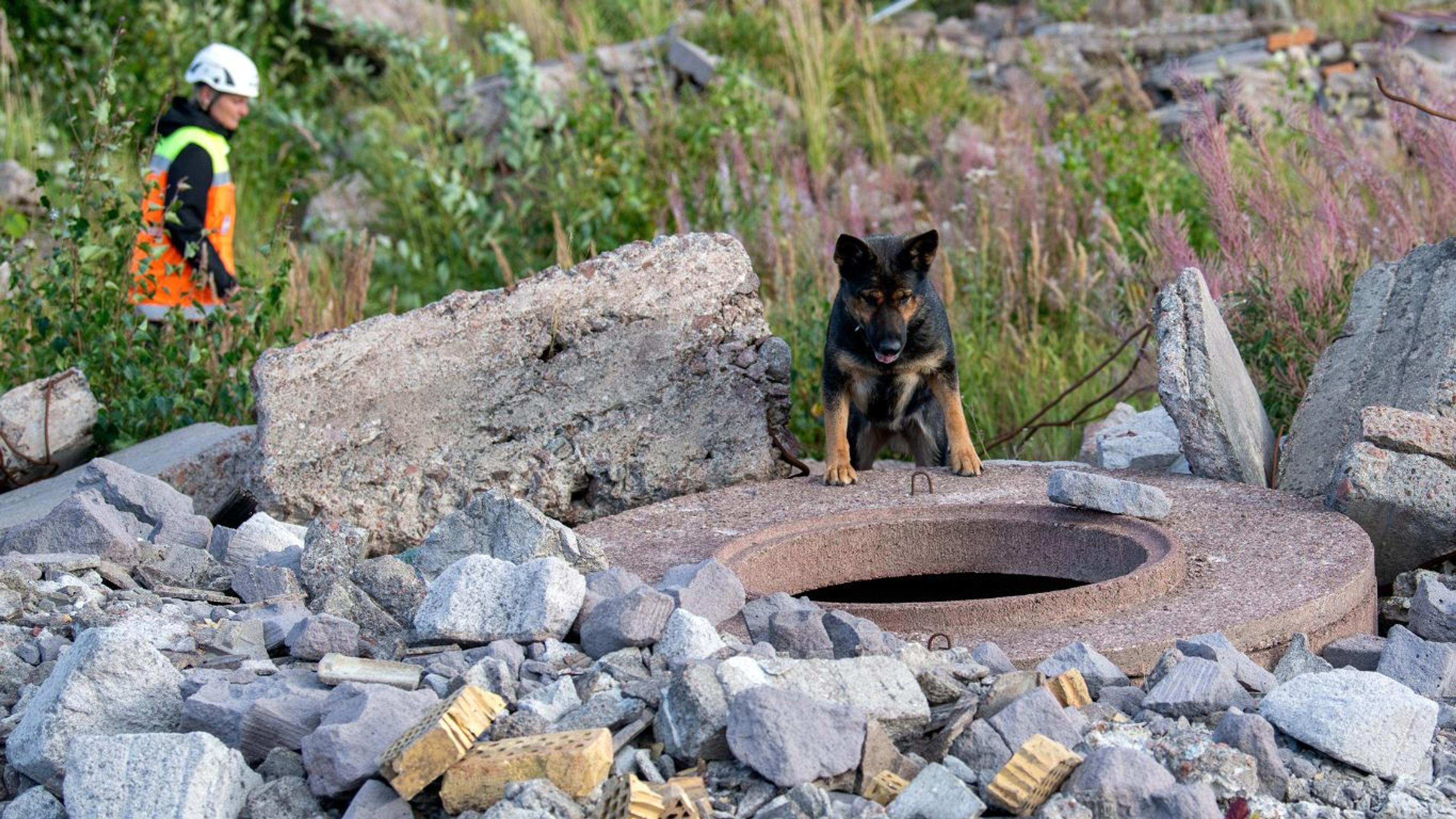 ÅBSK Rescue Dogs - Paf funds
