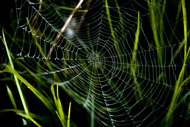 An image of a spider web