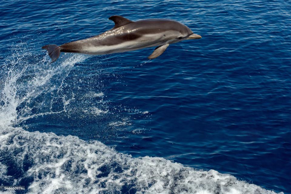 Atlantic Adventure Week – Tenerife — fotografia 5 din 9