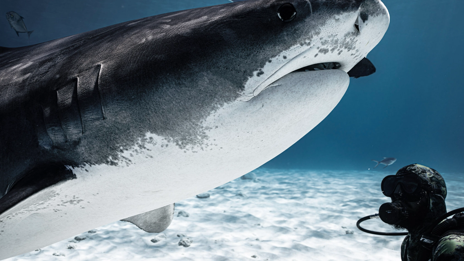 Tiger Shark Pass
