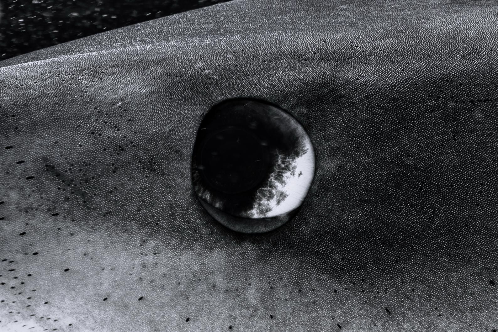 A haunting macro shot of a tiger shark’s eye