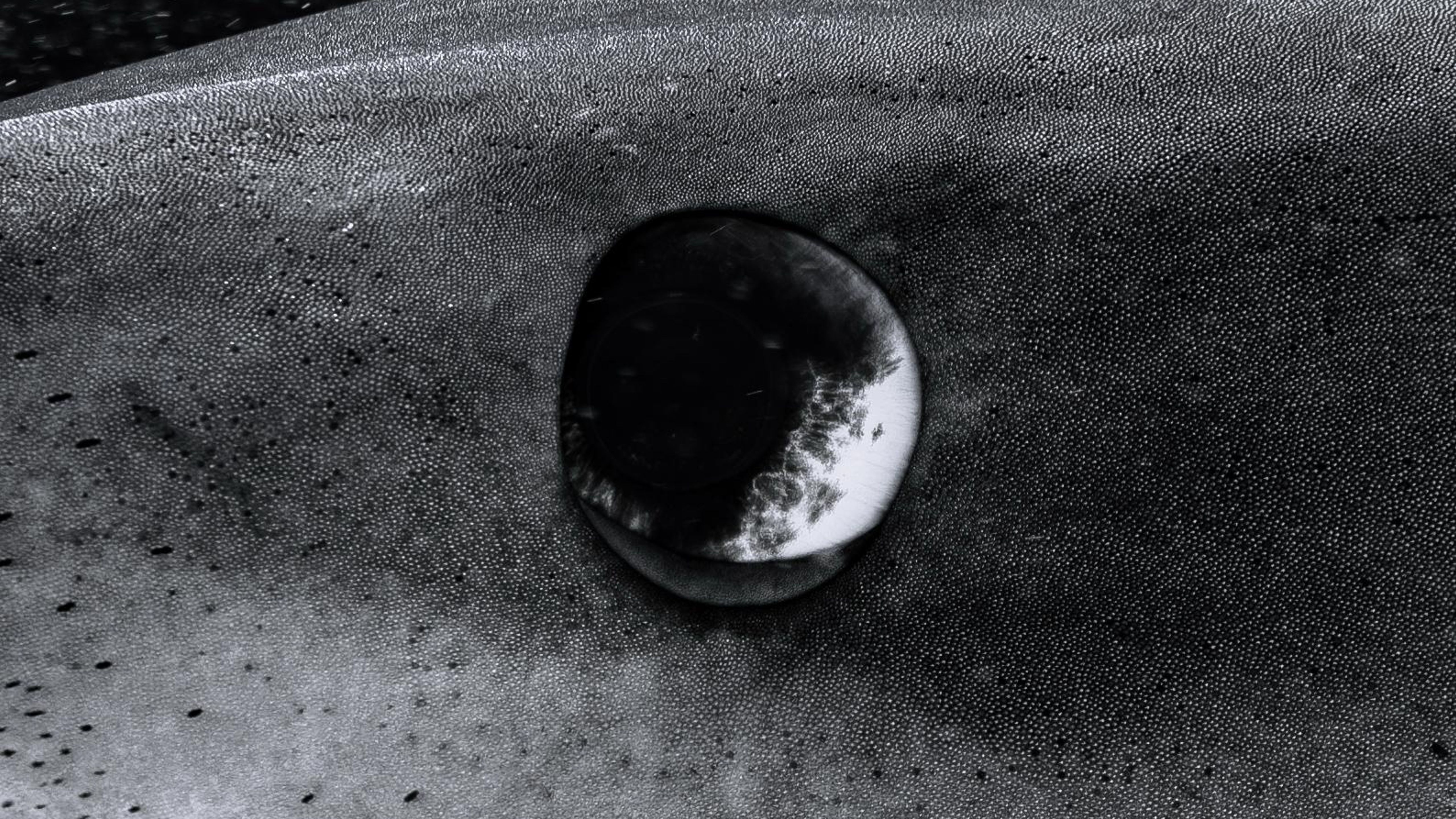 A haunting macro shot of a tiger shark’s eye