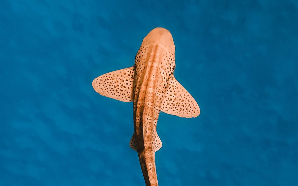 Koh Tao 2027