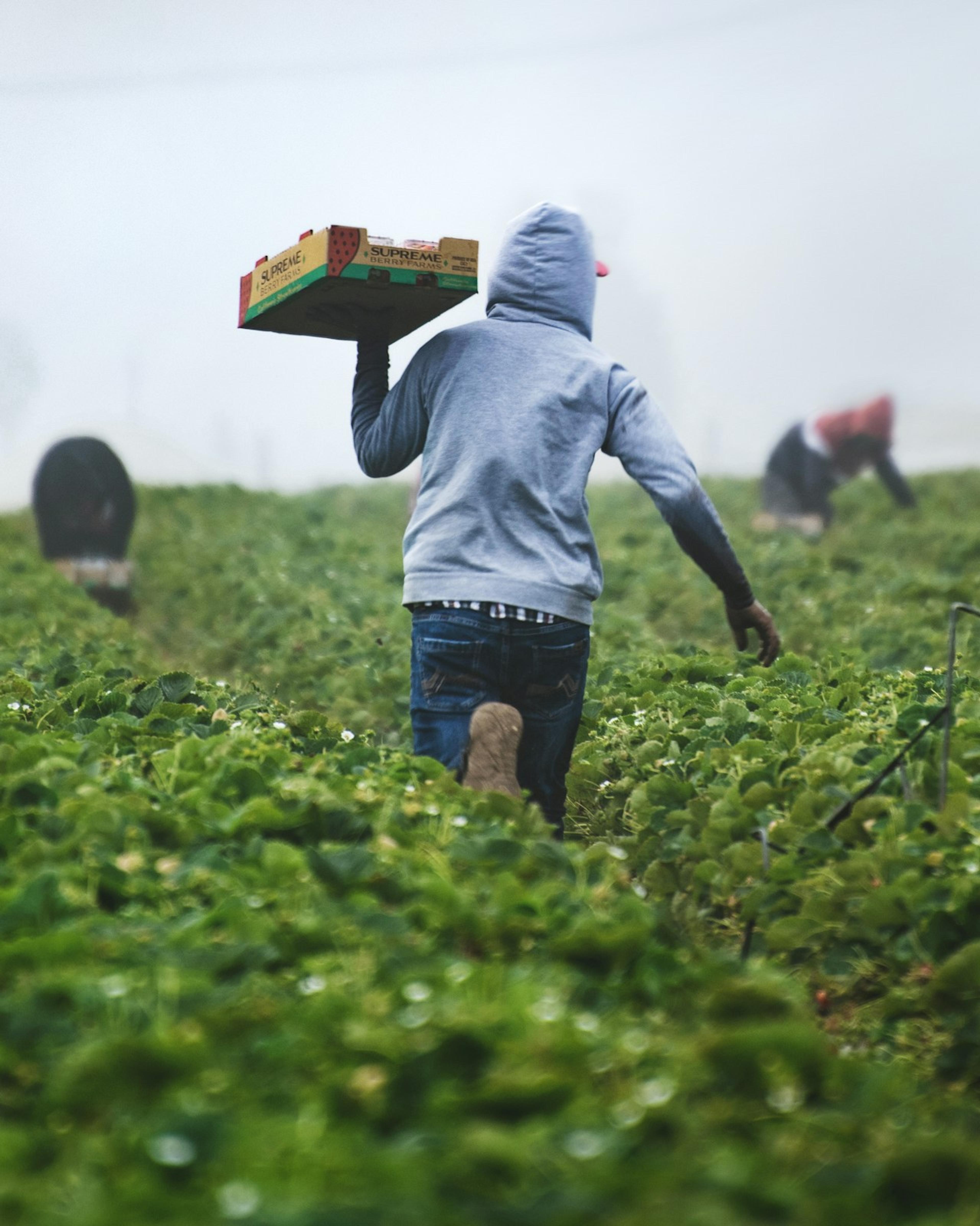 Farmworkers bending over strawberry rows, the repetitive work that can cause a back injury at work