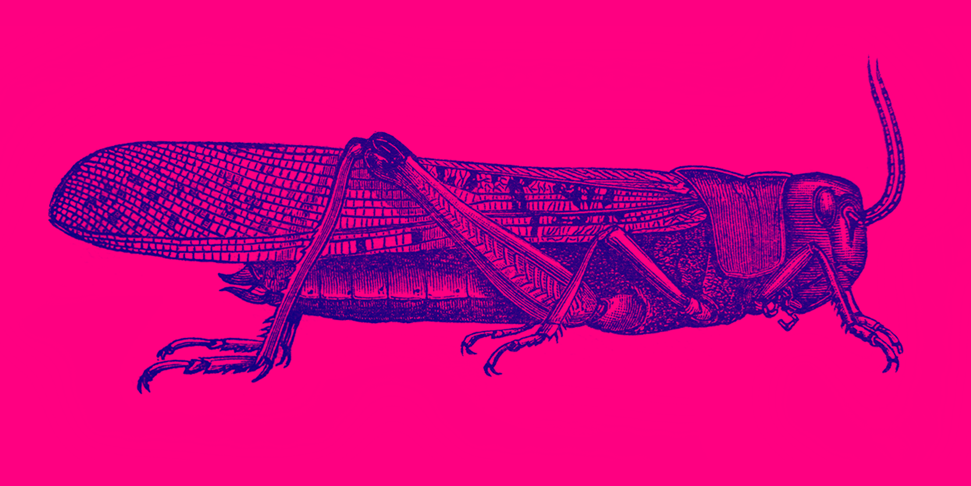 An illustration of a locust