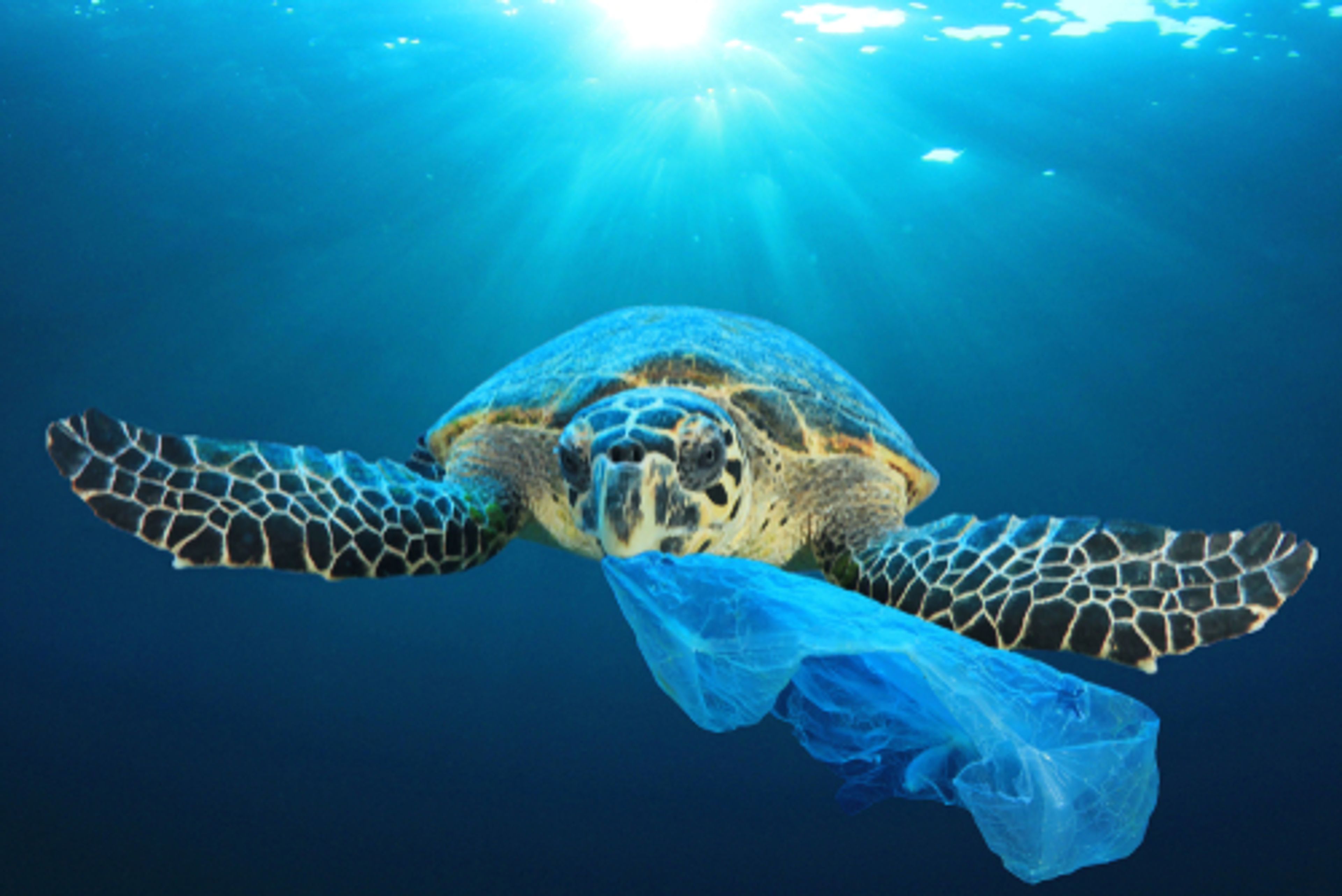 A photo of a turtle underwater with a plastic bag in it's mouth