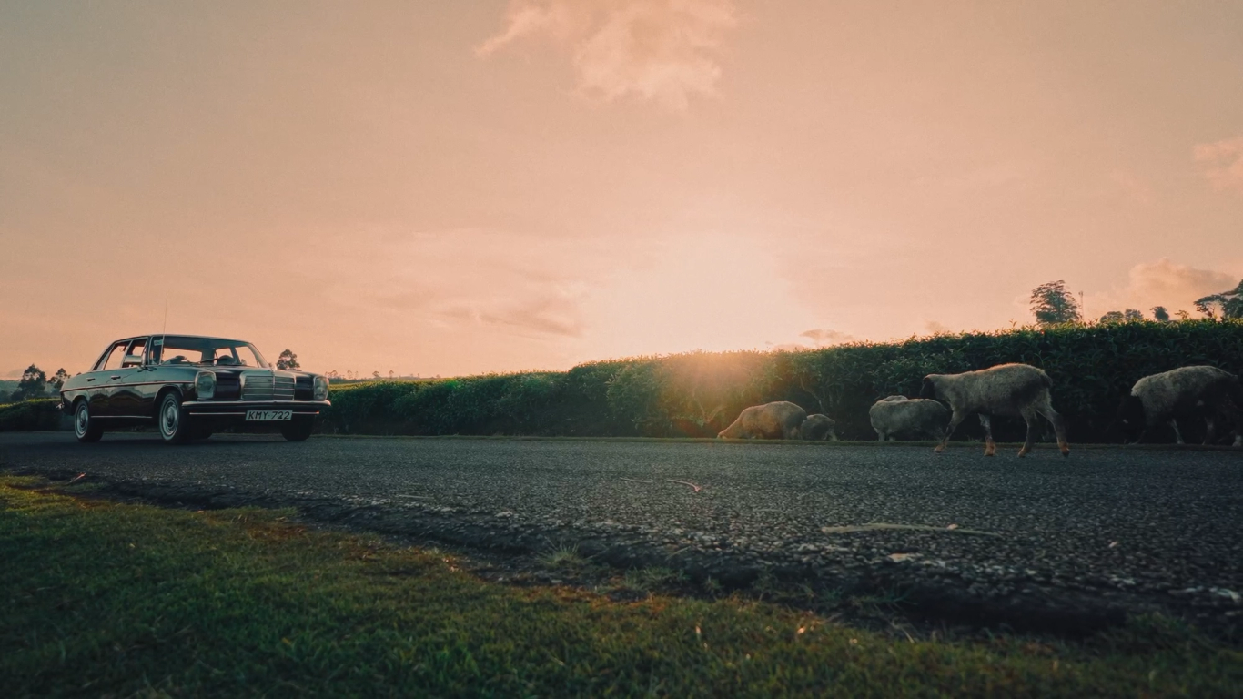 Vintage car on a road at sunset with sheep and tea fields