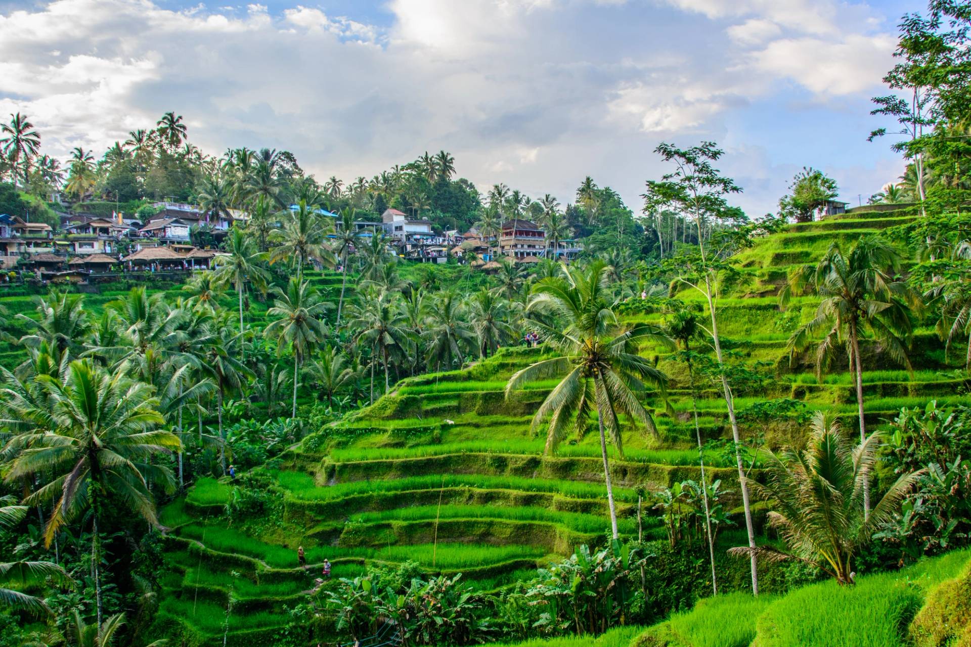 plantations