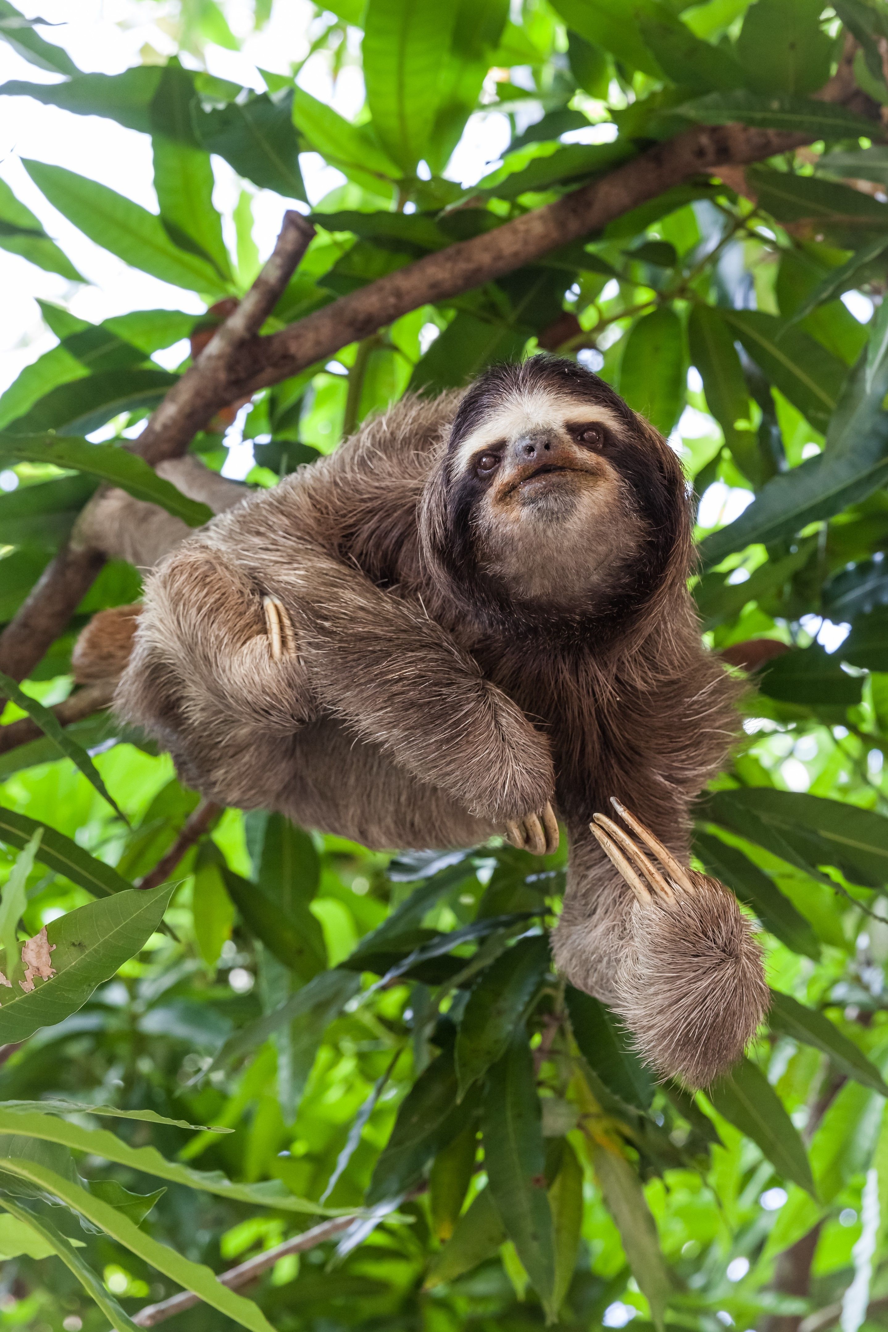 bradipo tra le foglie a panama