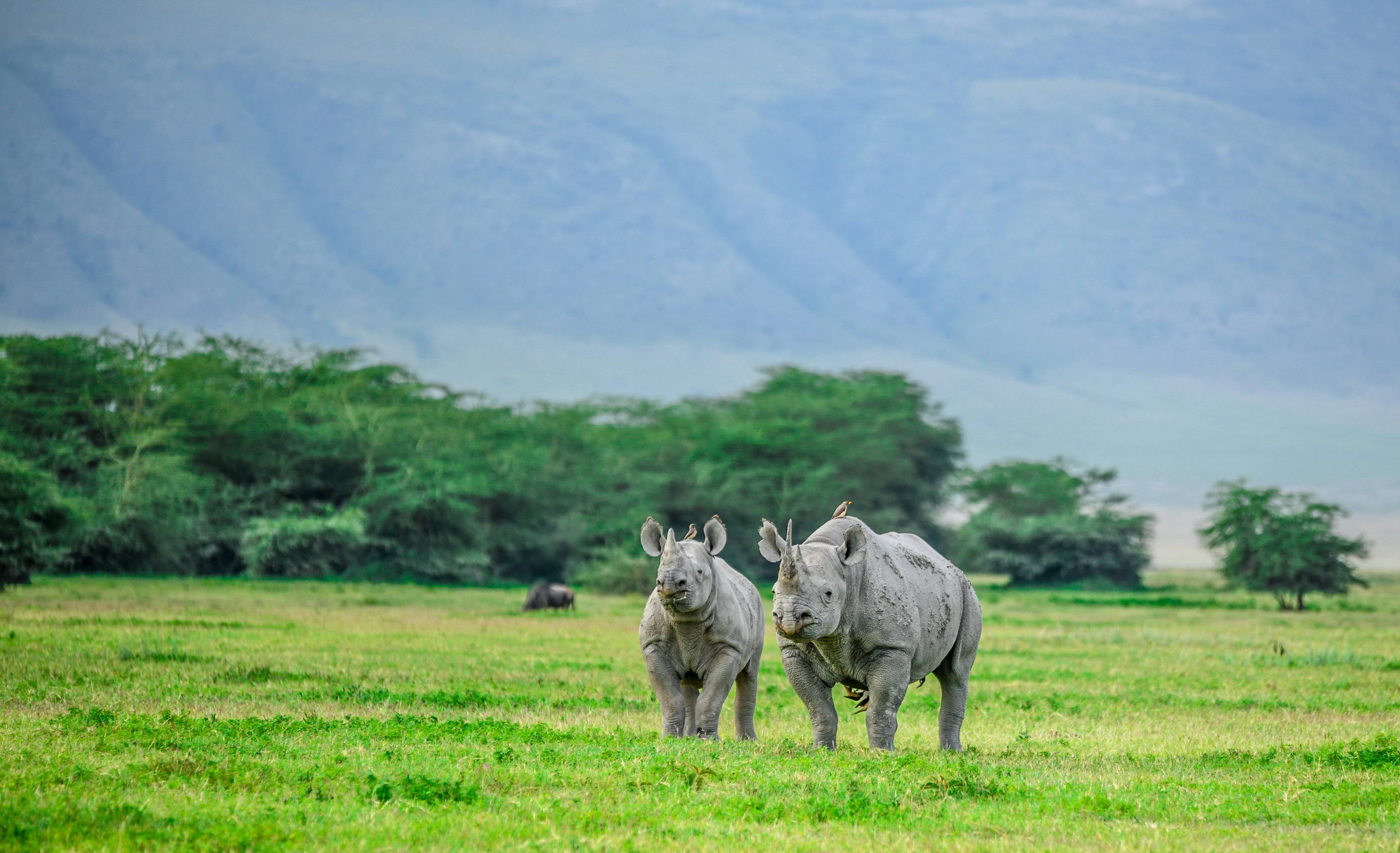 rinoceronti nell area di conservazione di ngorongoro