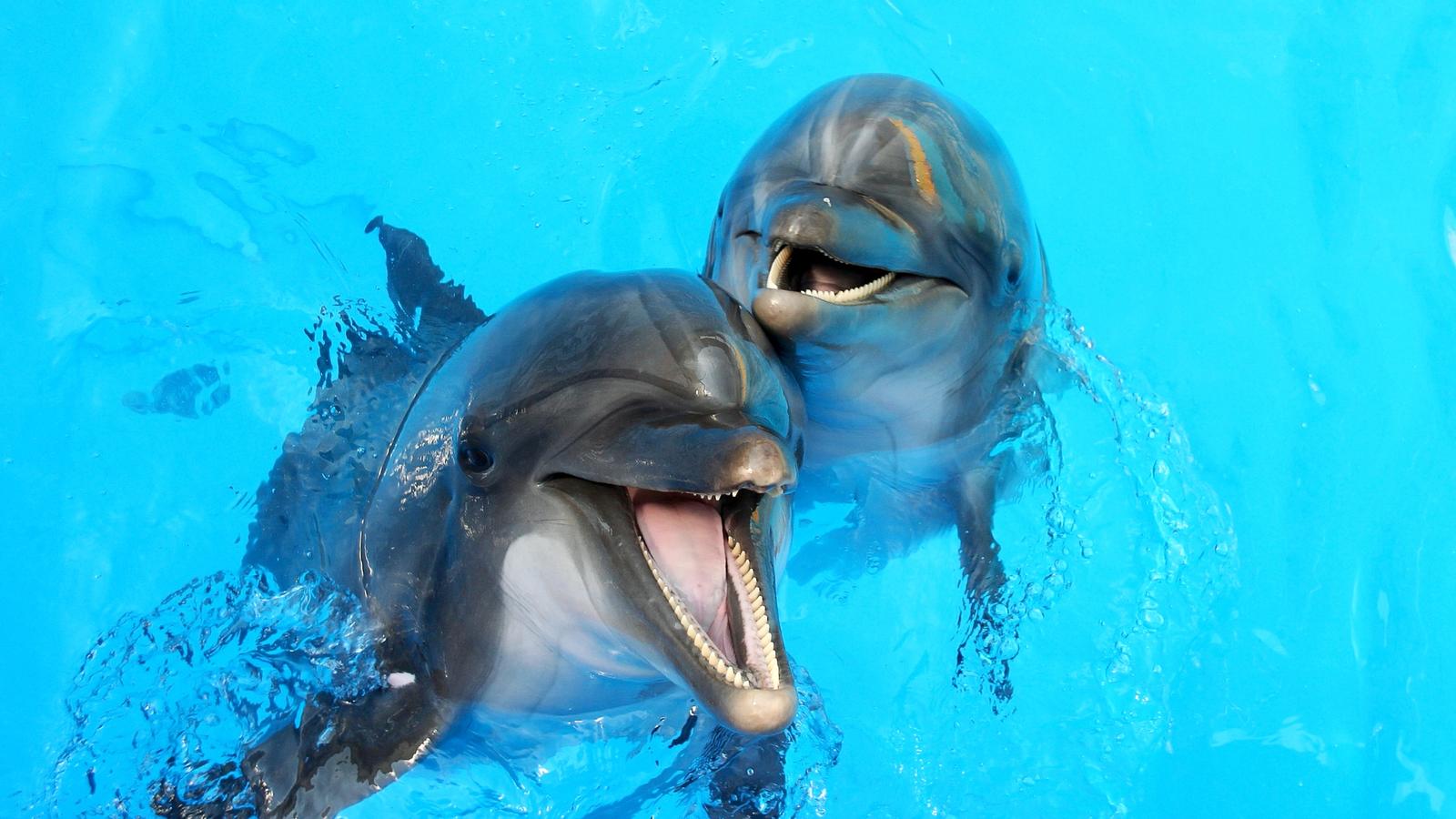 tour delfini in grecia