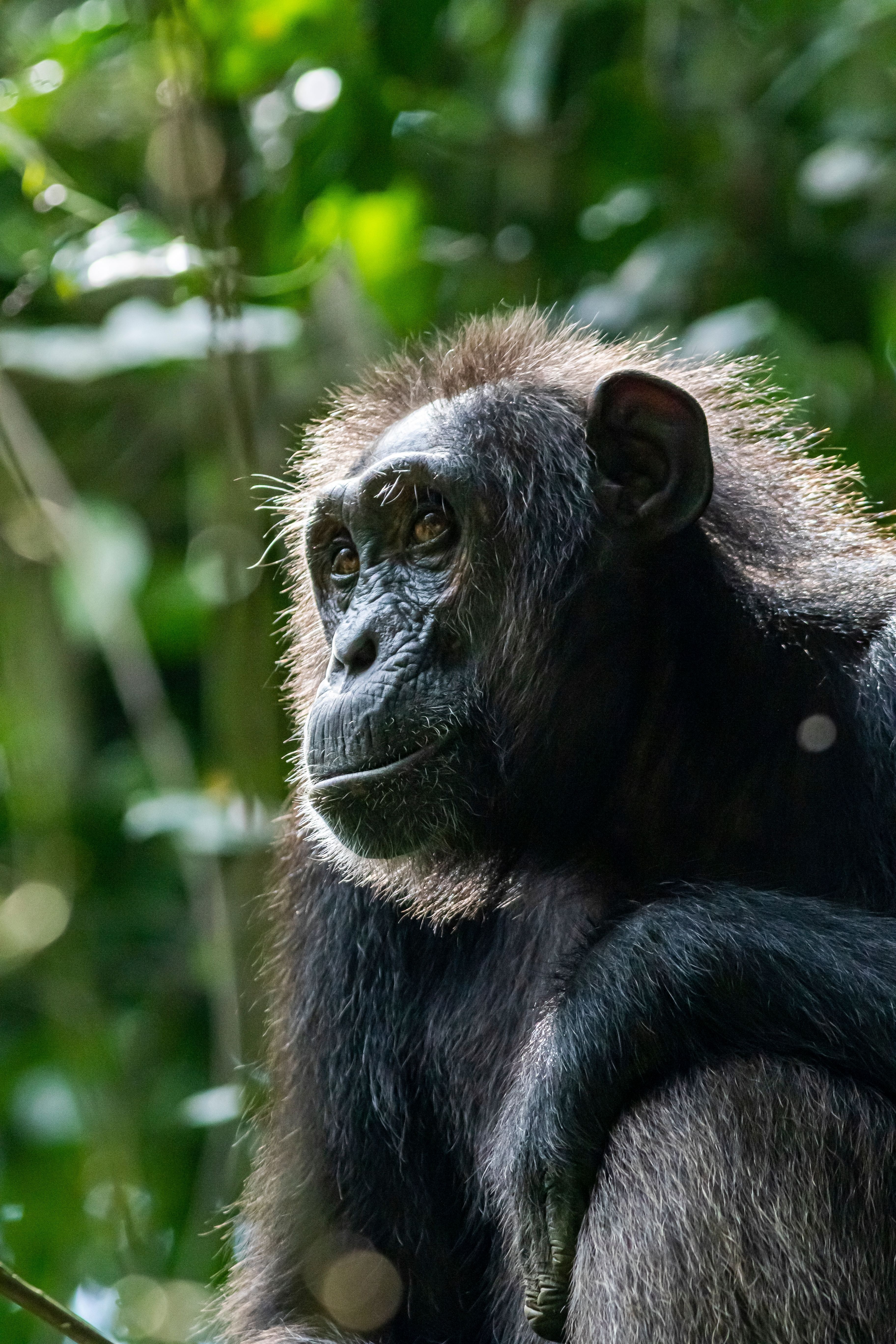 kibale forest national park