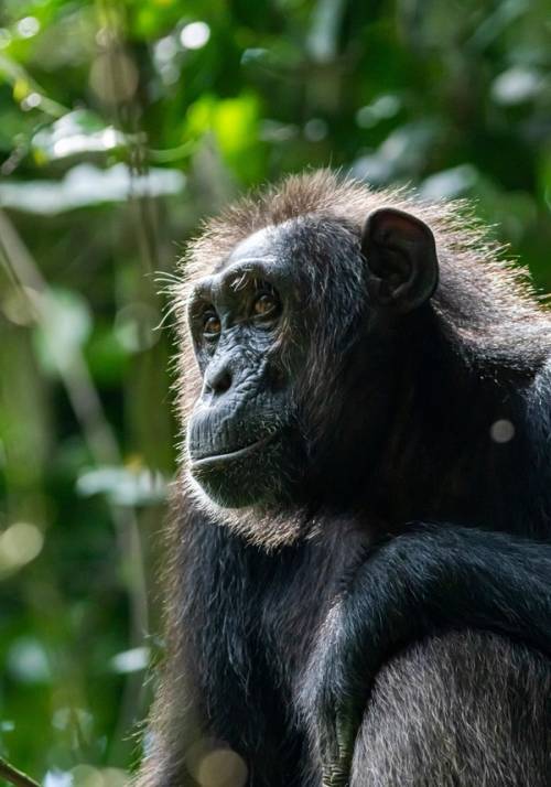 kibale forest national park