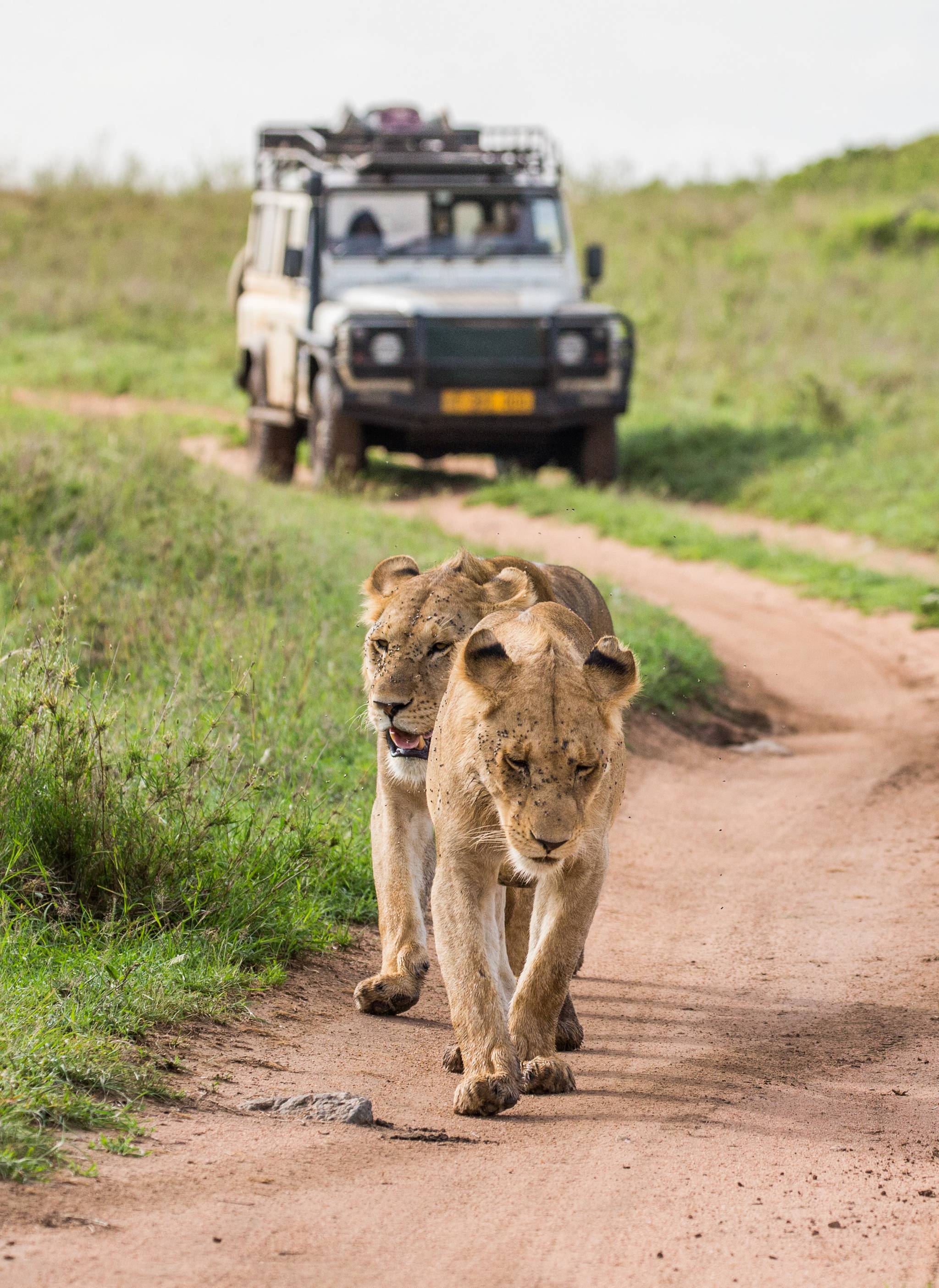 leoni in tanzania