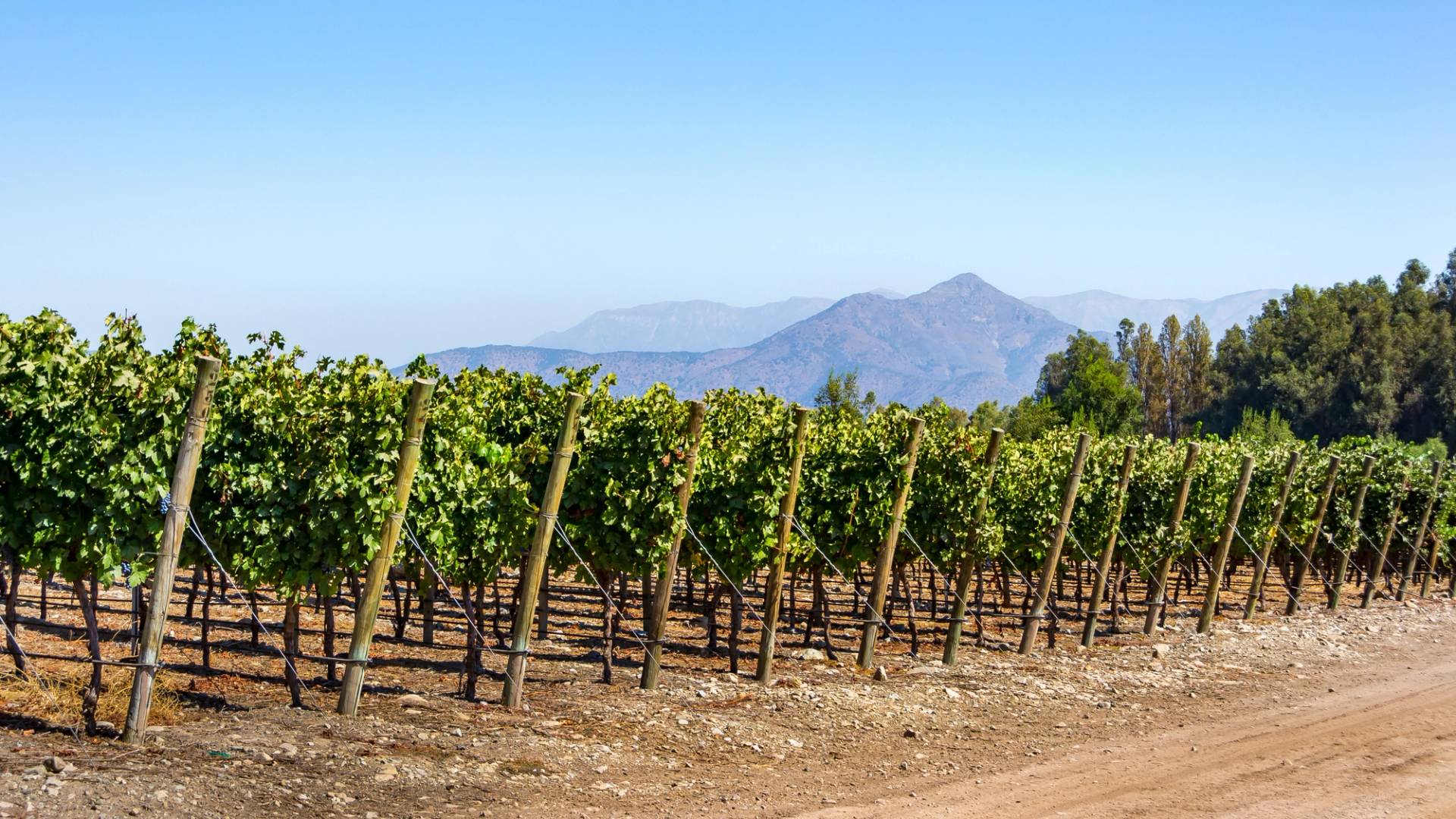 vigneti maipo valley cile