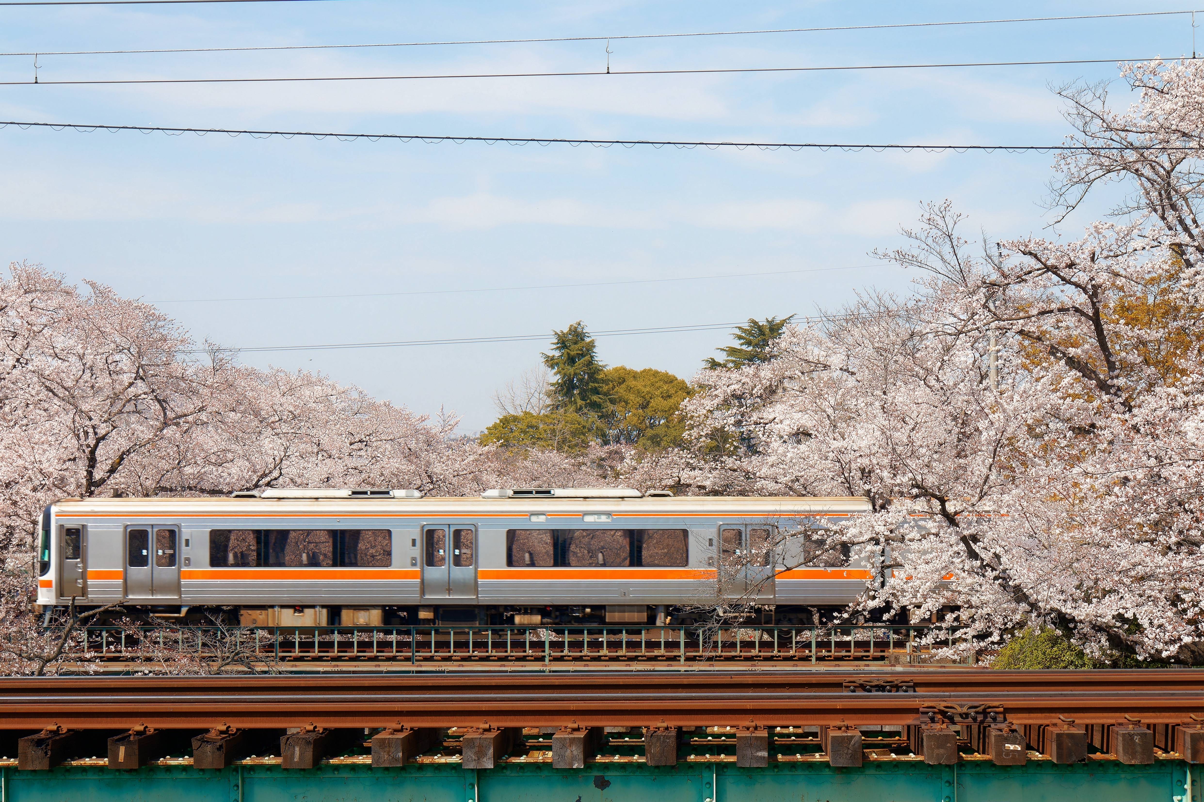 treno giapponese con fiori di ciliegio in fiore