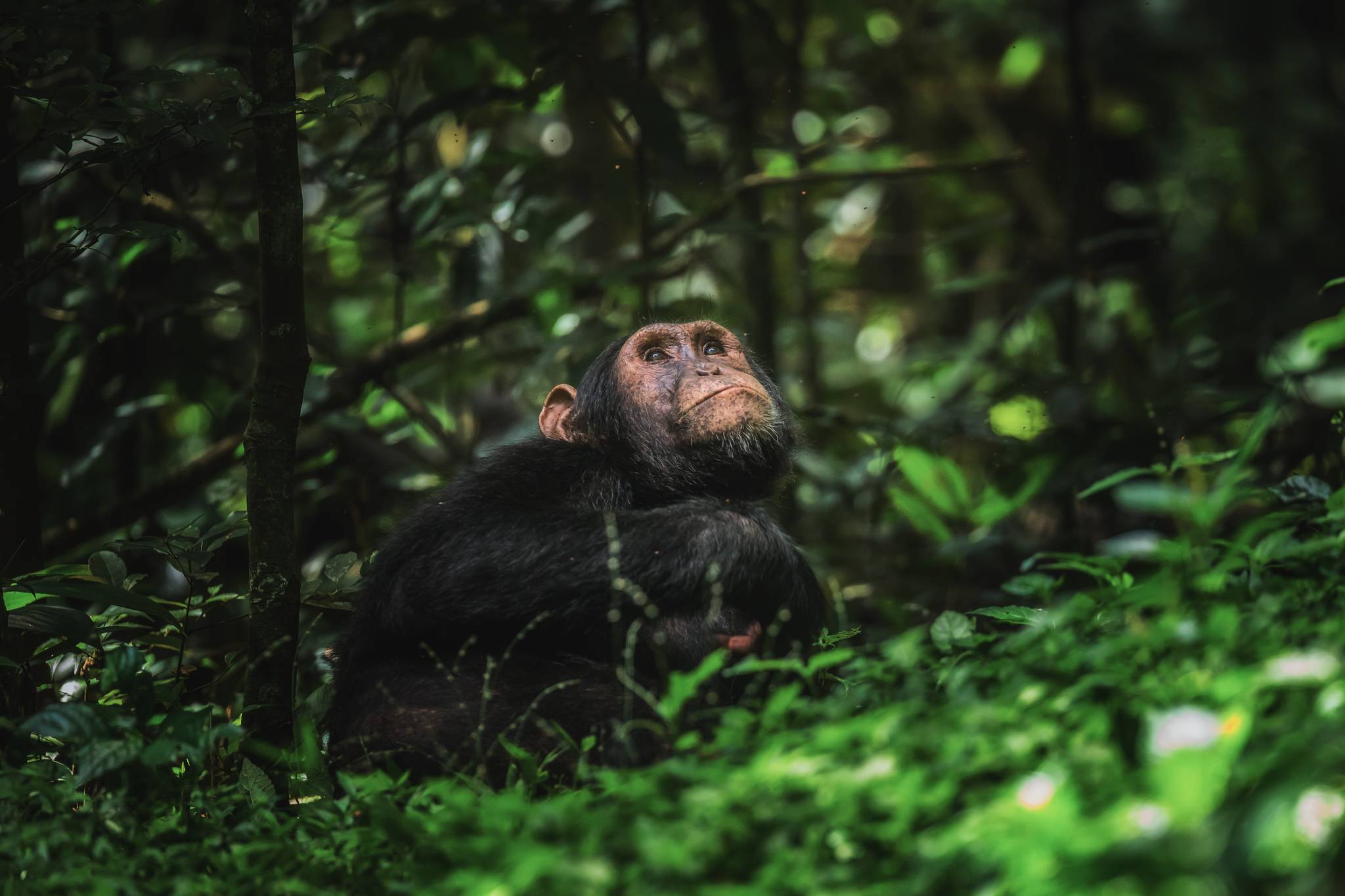 kibale forest national park