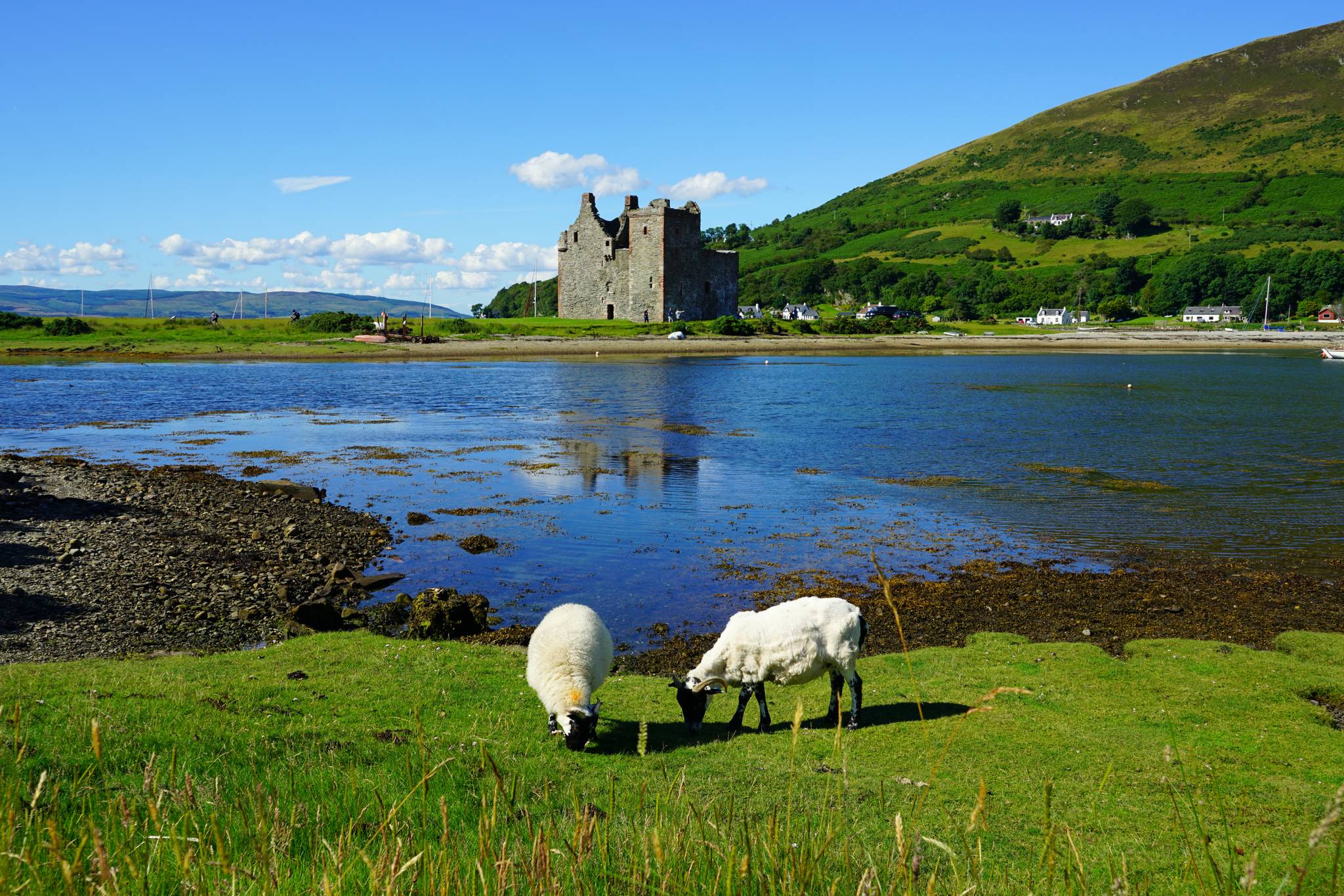 pecore isola di arran scozia