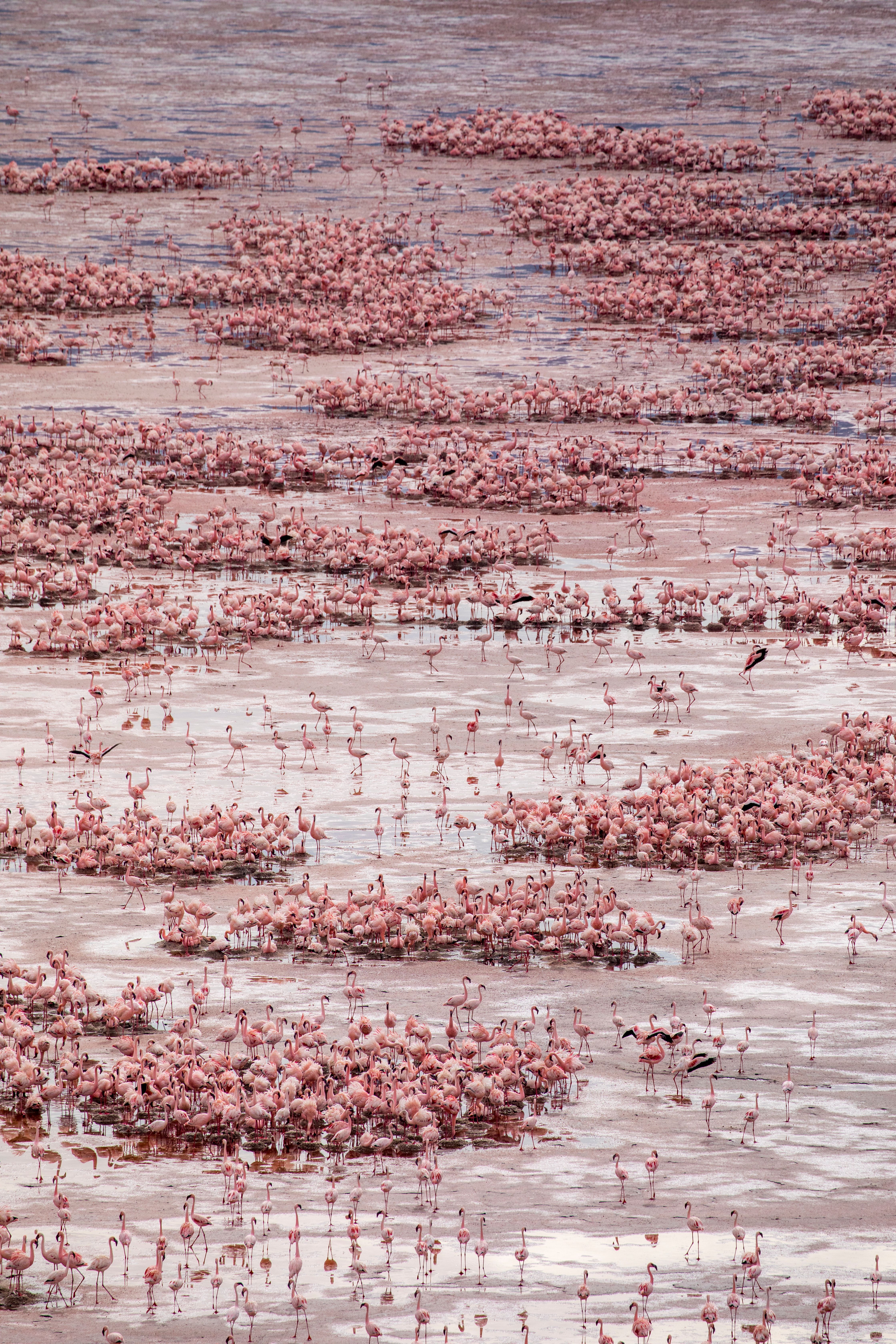 lago natron 