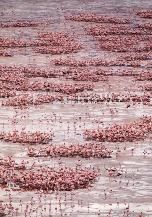 lago natron