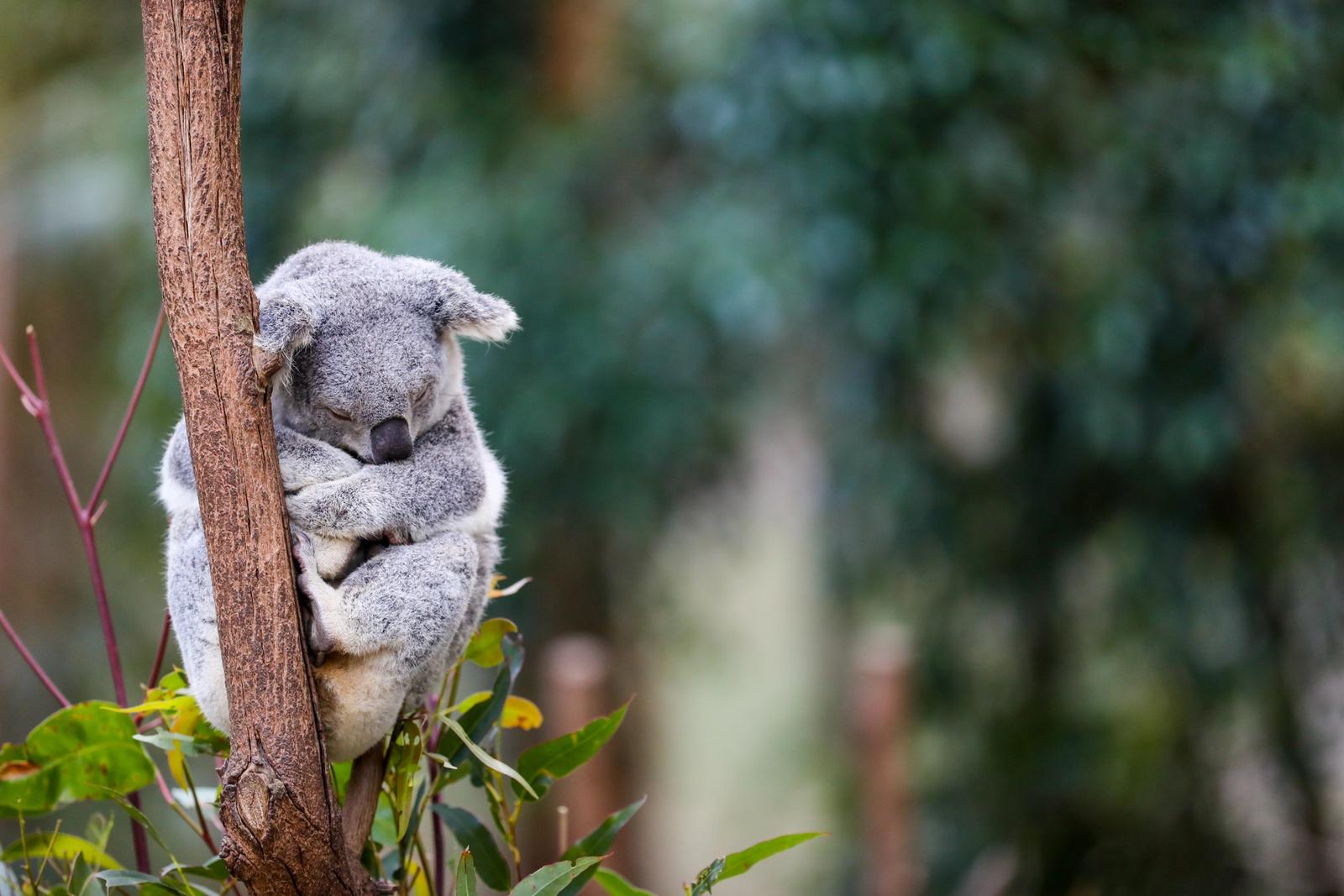 koala addormentato su un albero