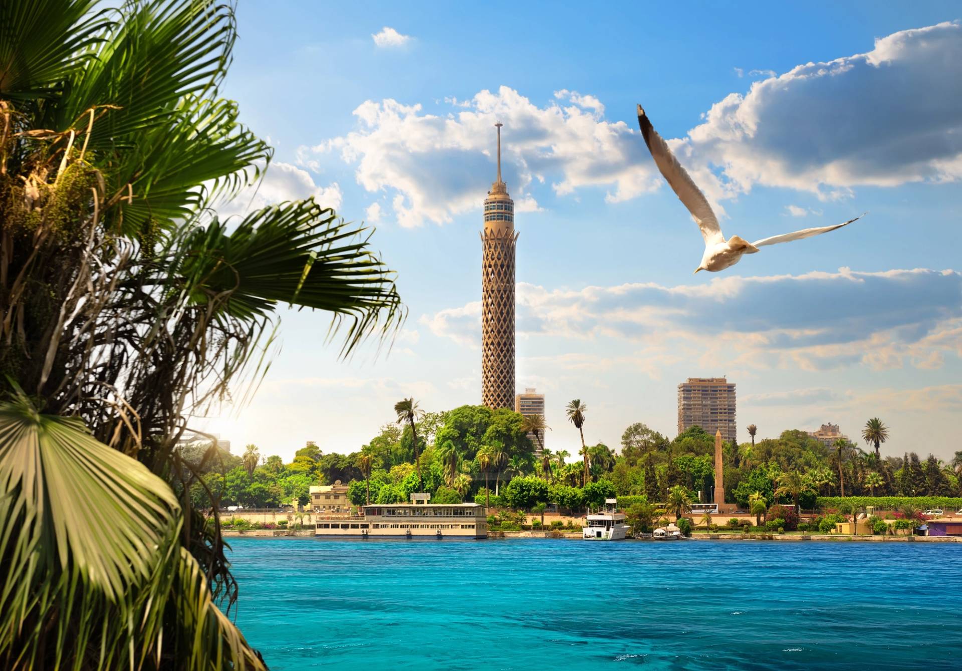 river in Cairo with seagull