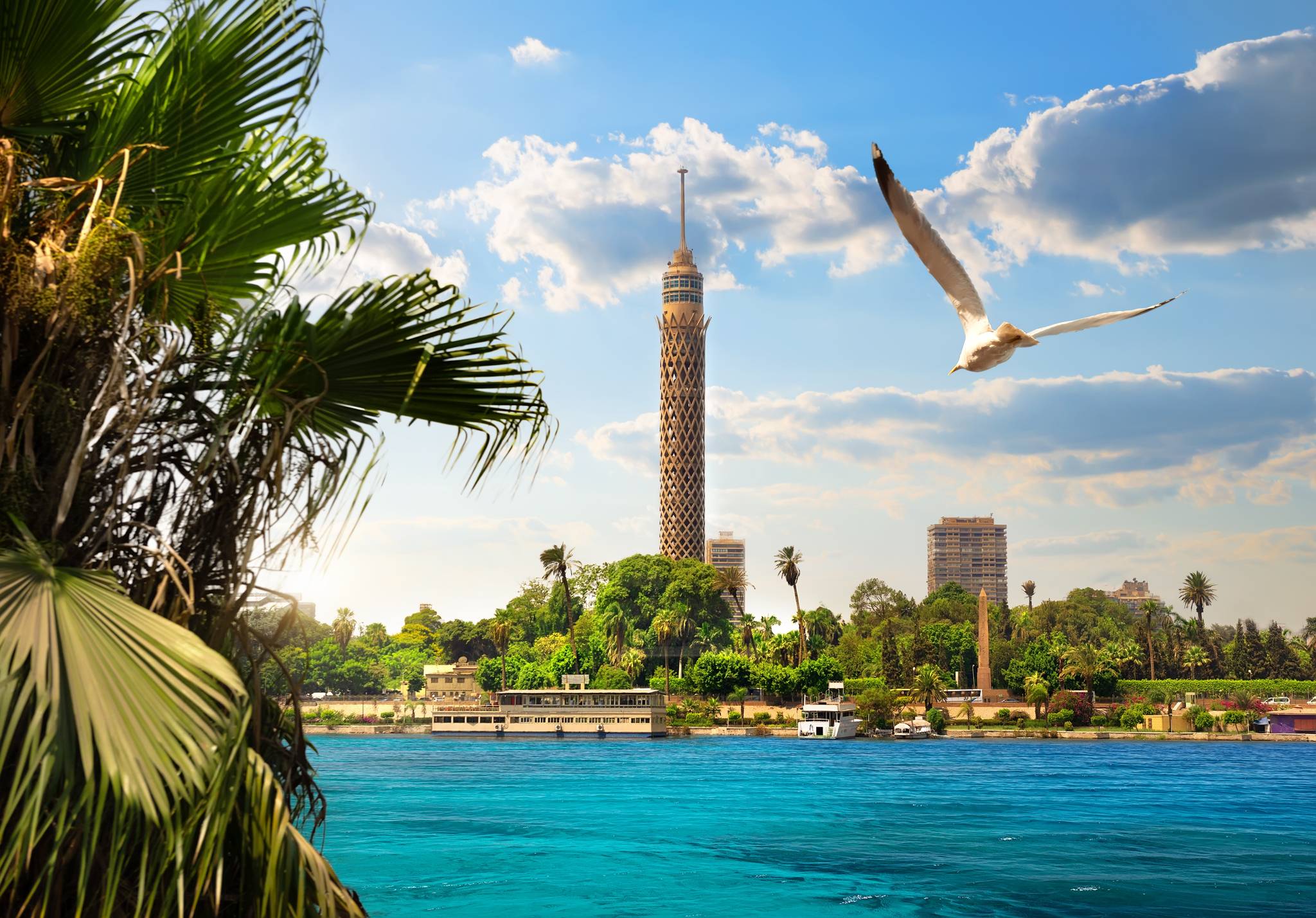 river in Cairo with seagull