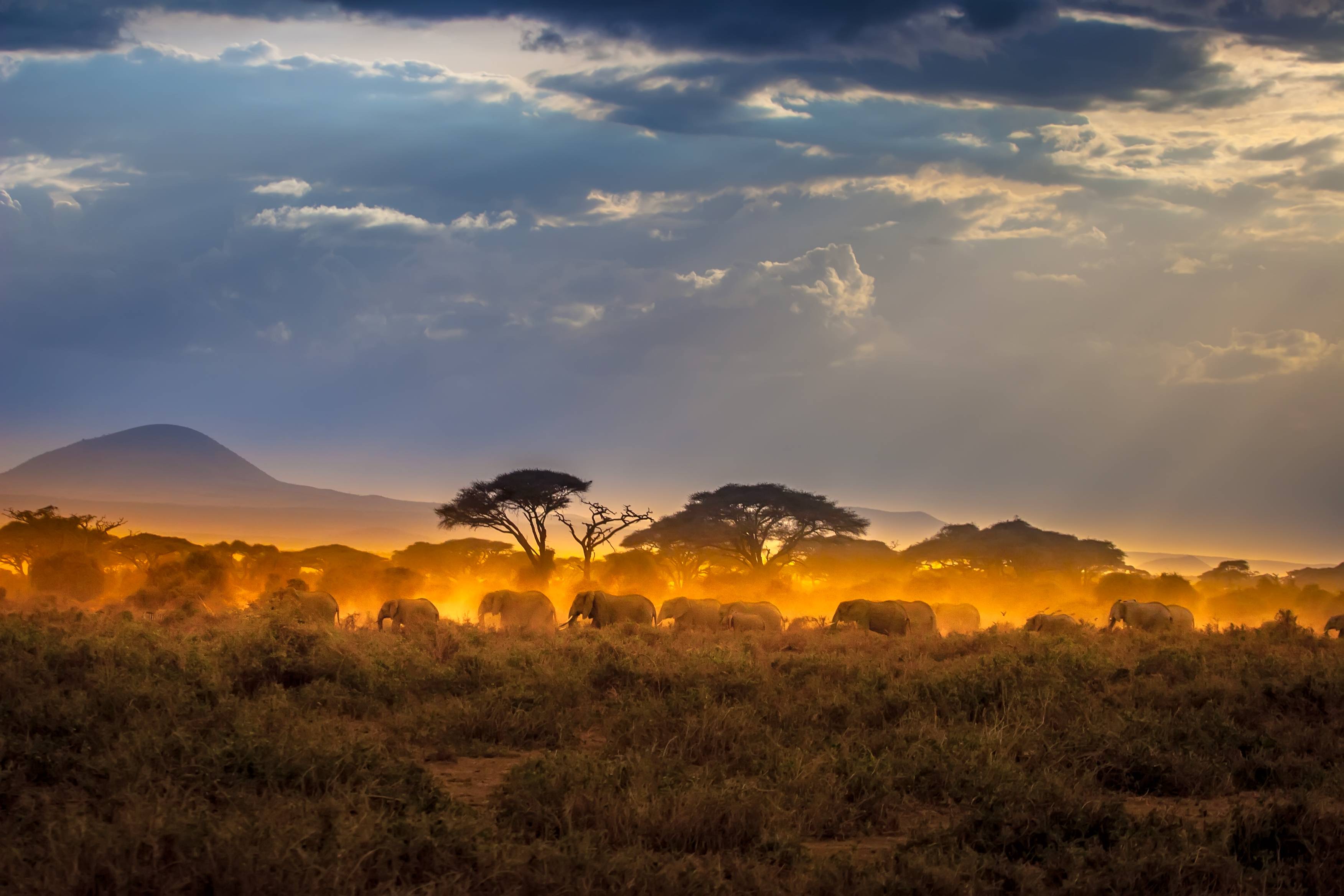 elefanti in kenya