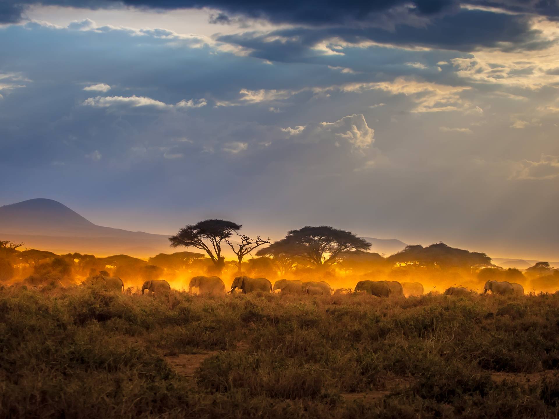 Sognando il Kenya tra savane e grandi parchi cover