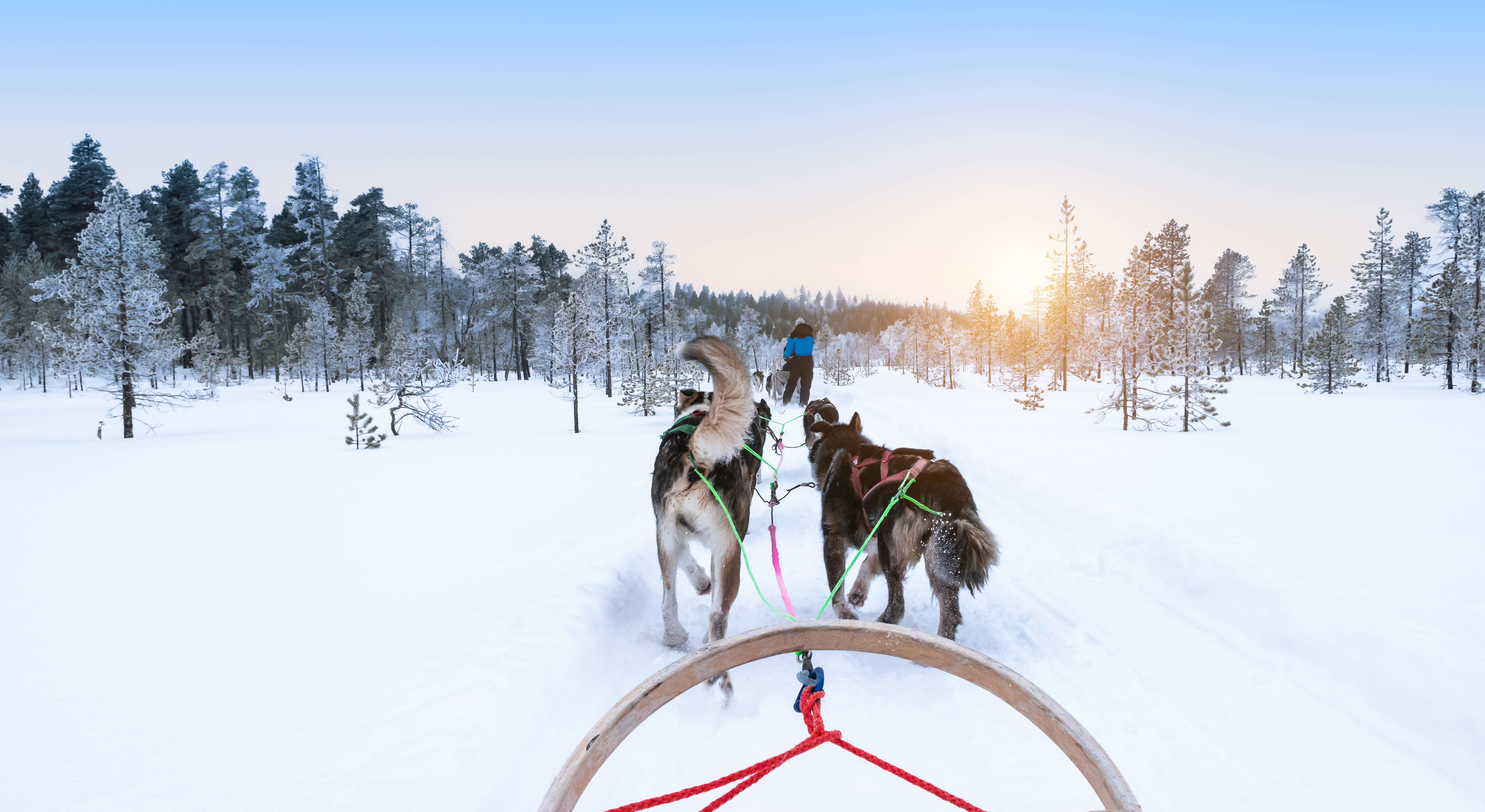 husky da slitta