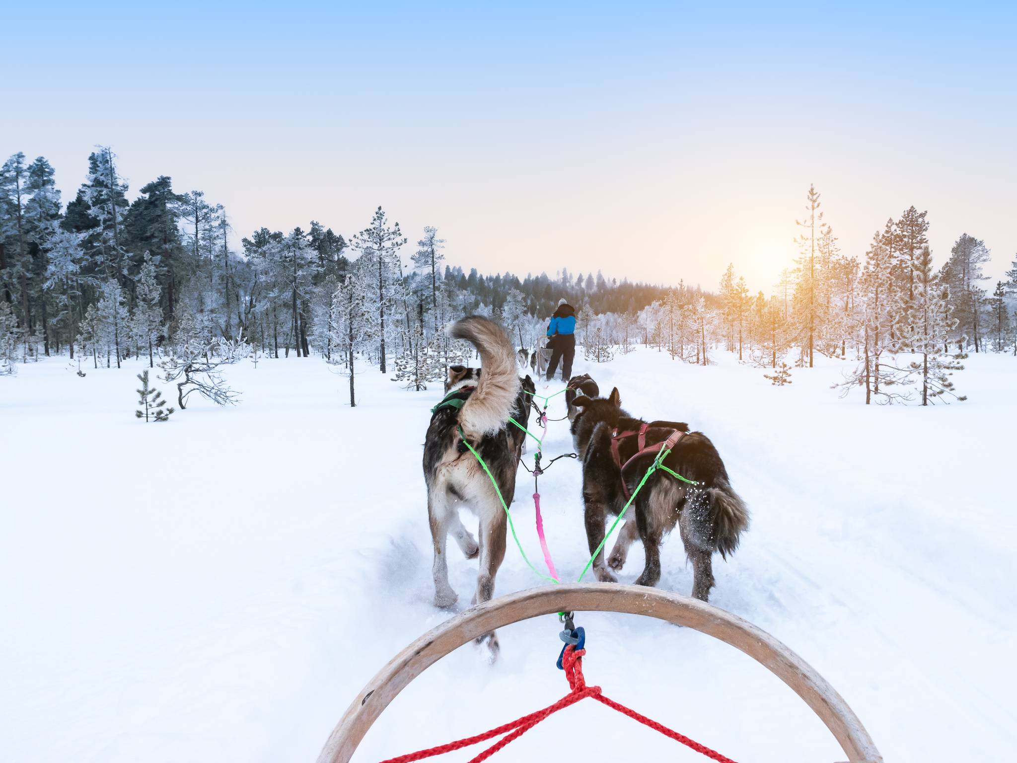 Tour in Lapponia nel villaggio Saariselkä cover