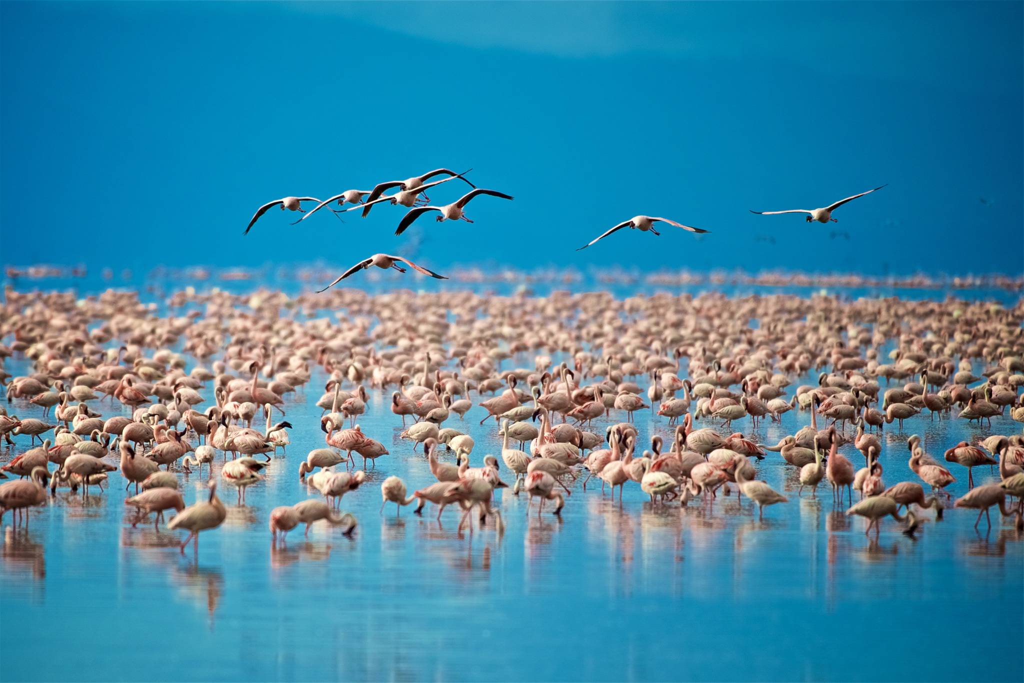 uccelli su lago manyara tanzania