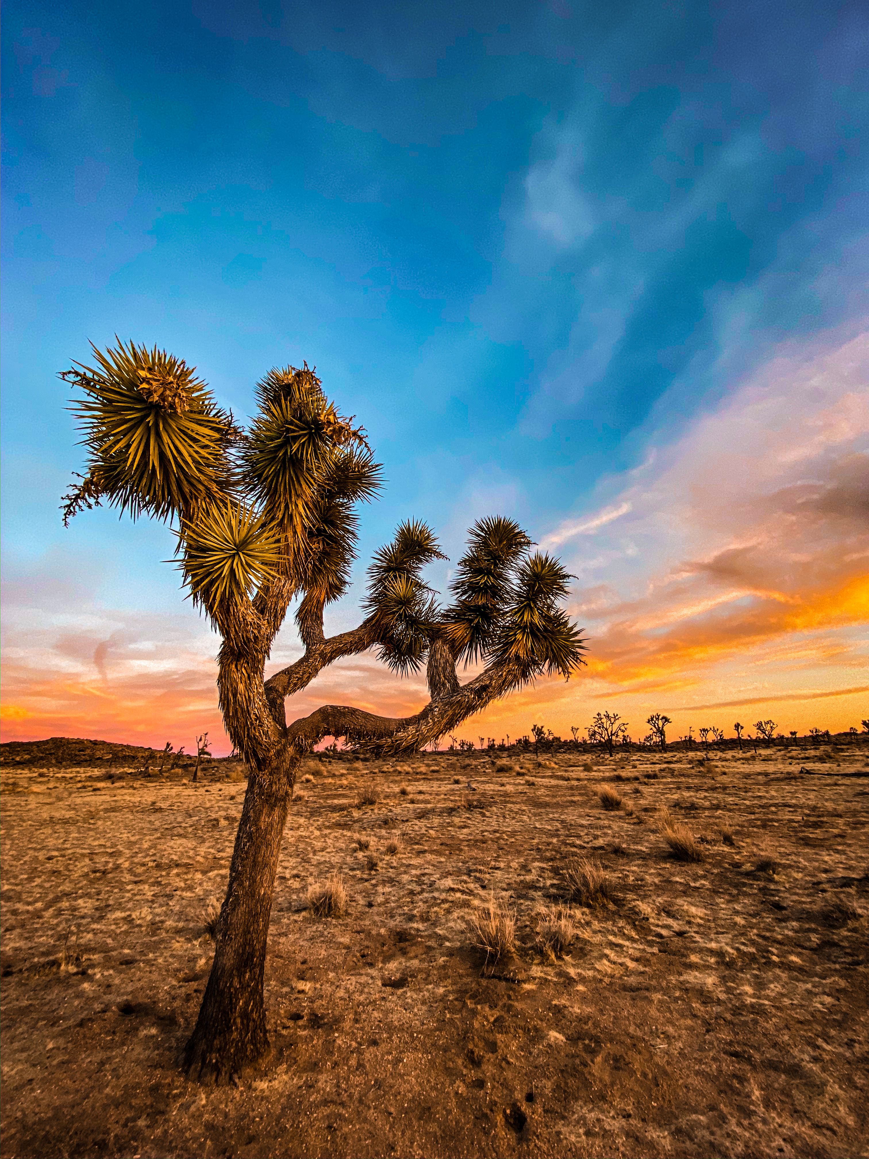 joshua tree national park 