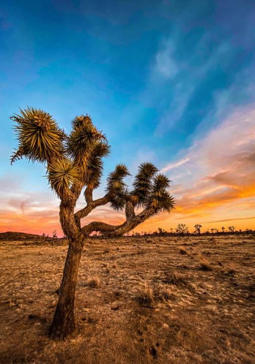 joshua tree national park