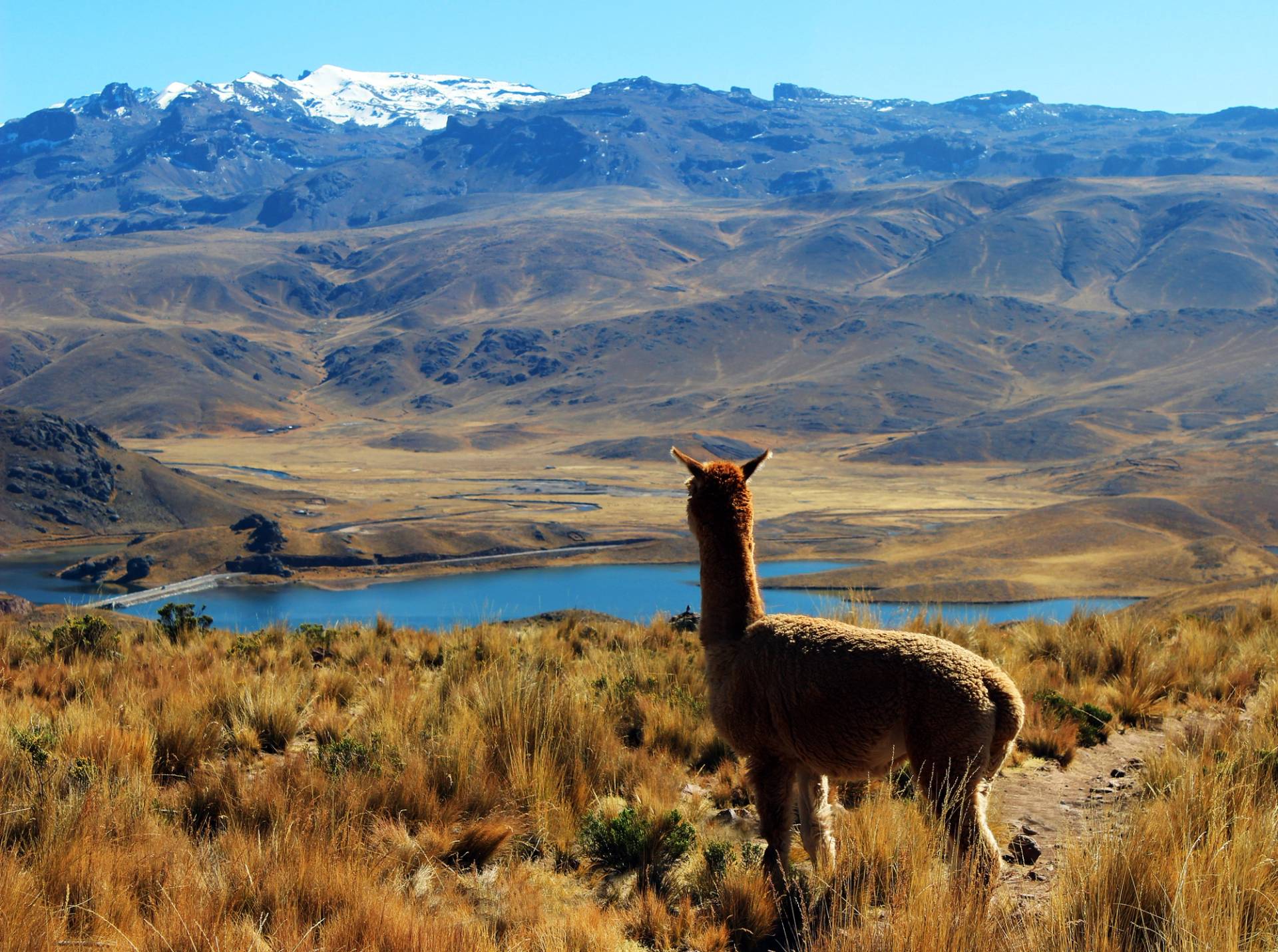 lama laguna lagunillas peru