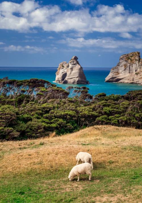 pecore sulla costa in nuova zelanda