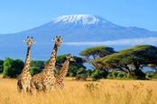 giraffe con kilimangiaro sullo sfondo