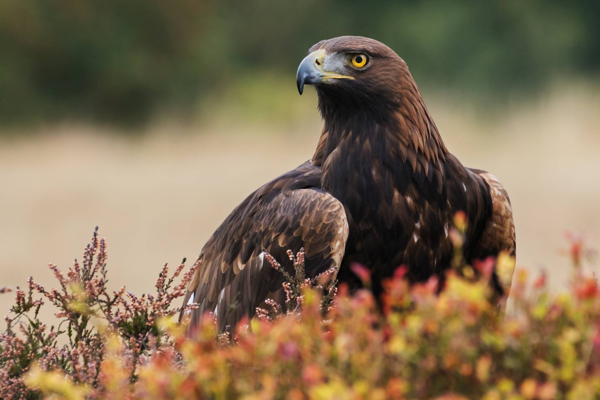 aquila reale in trentino alto adige