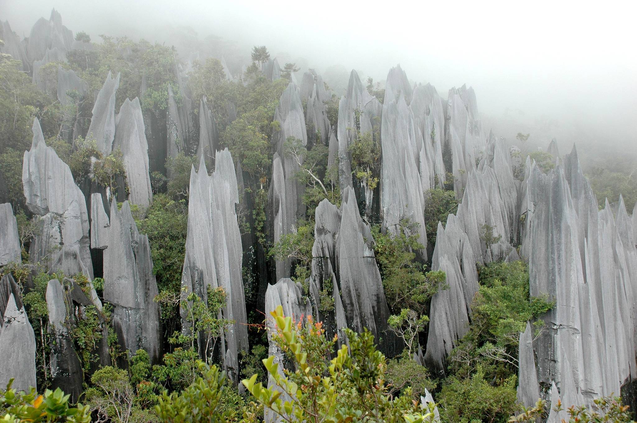 pinnacoli di pietra calcarea nel parco di mulu