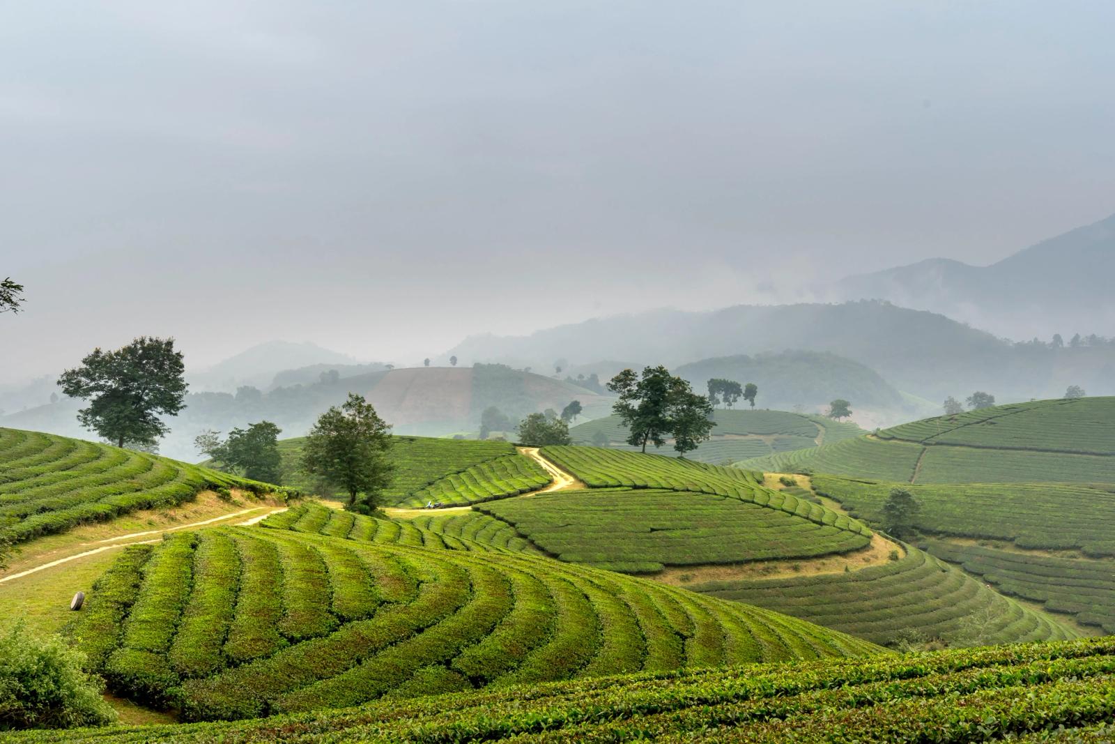campi coltivati nelle colline vietnamite