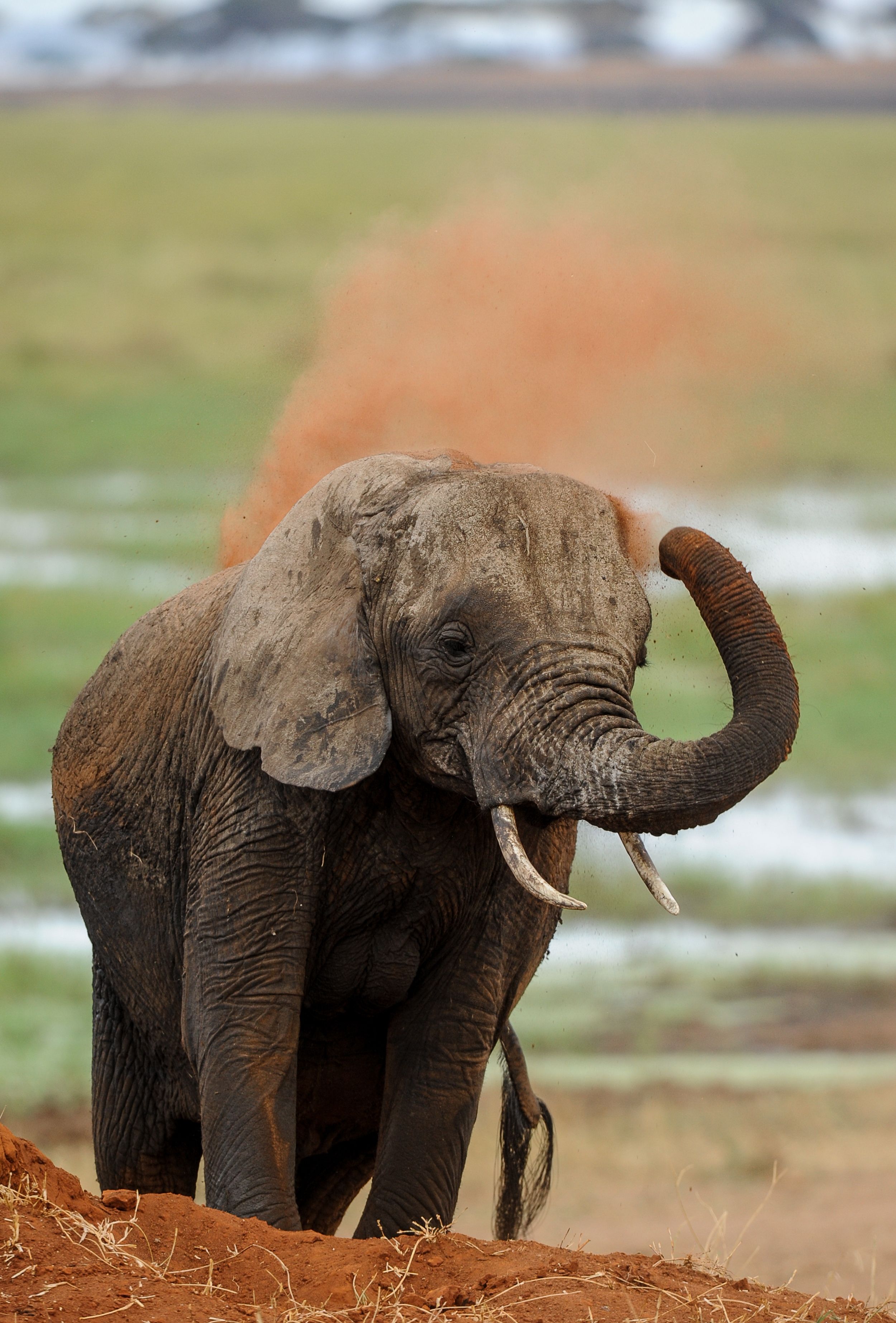 elefante al tarangire national park